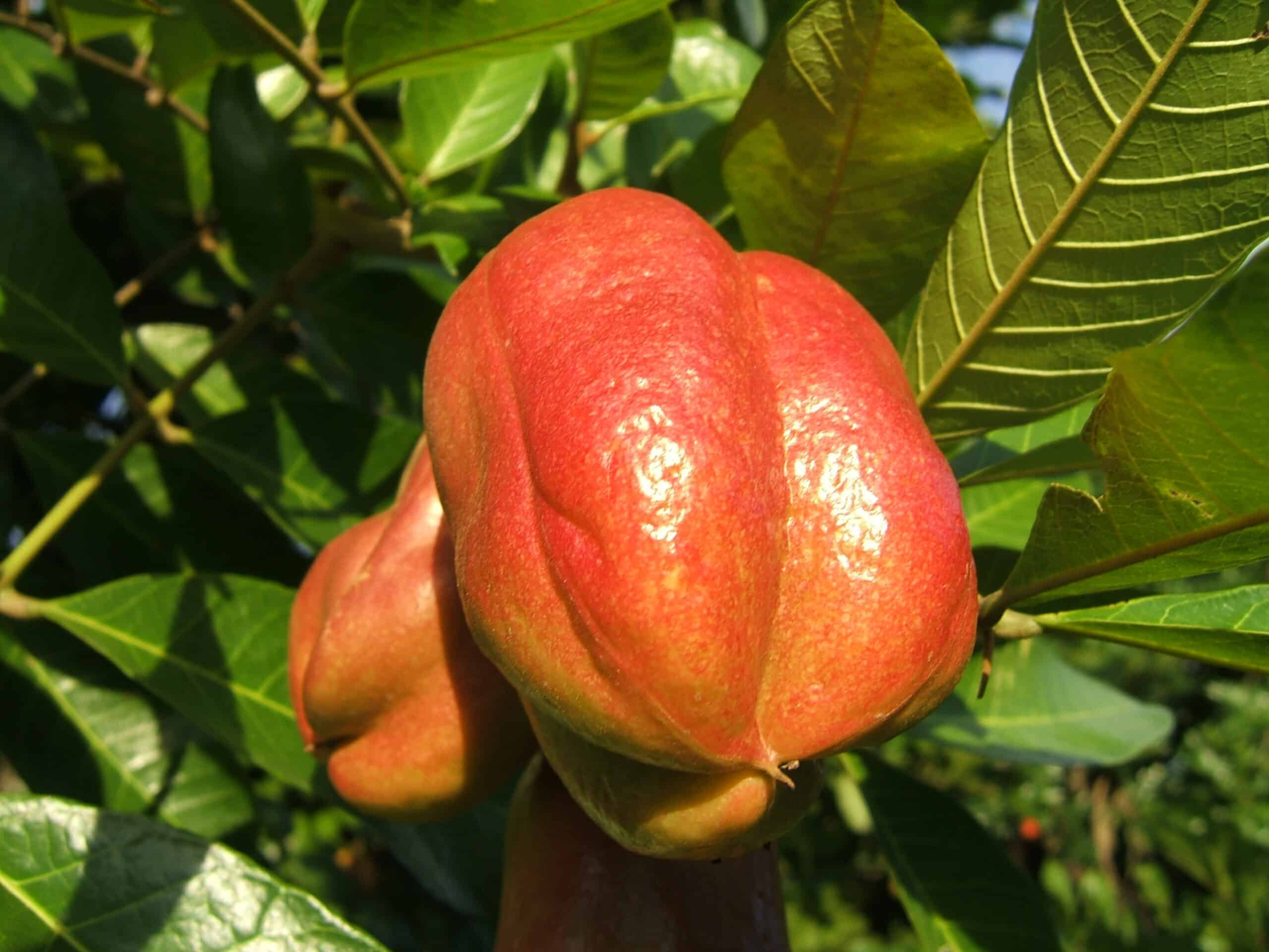 Ackee plant growing on a tree