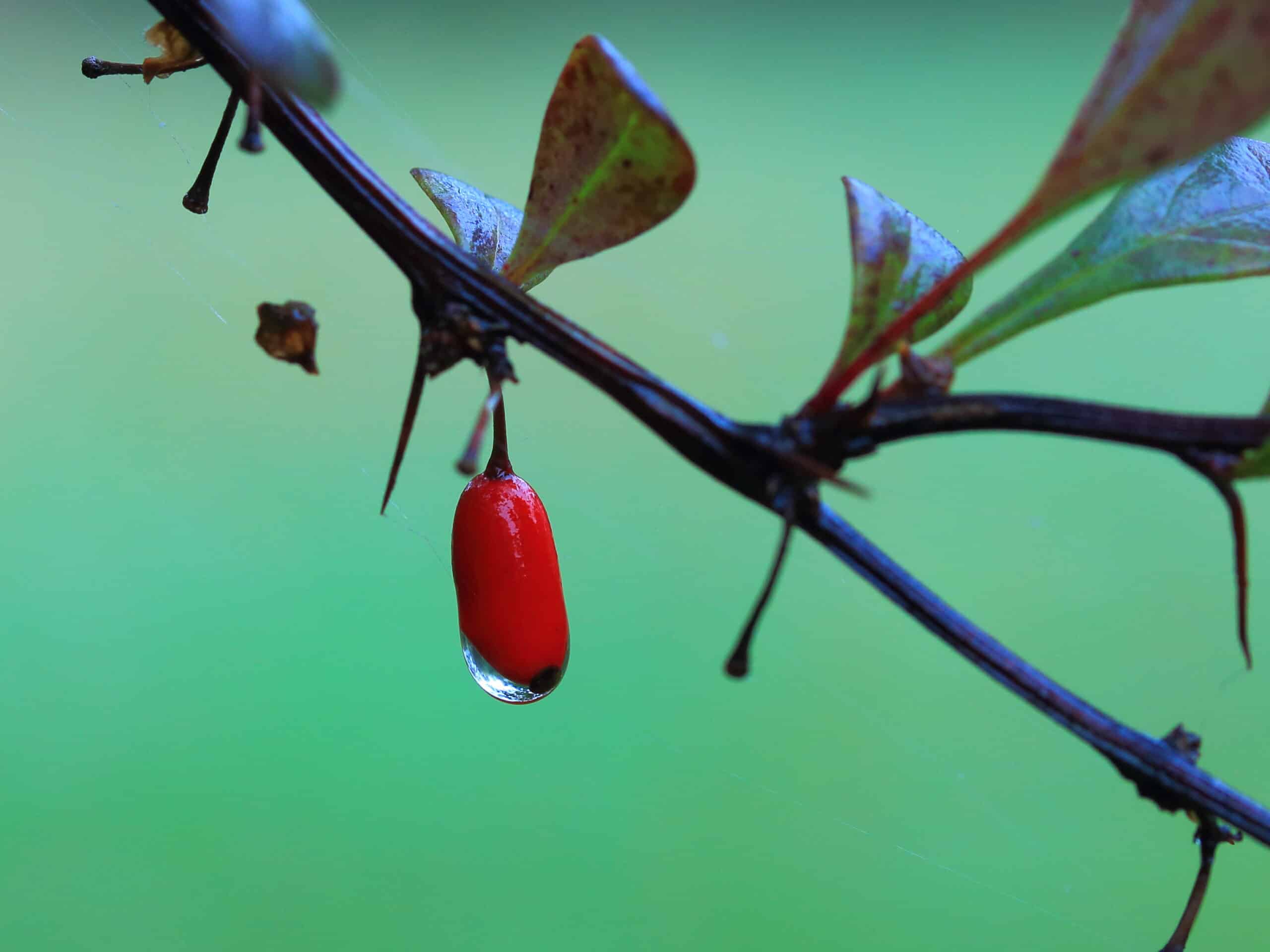 Japanese barberry growing