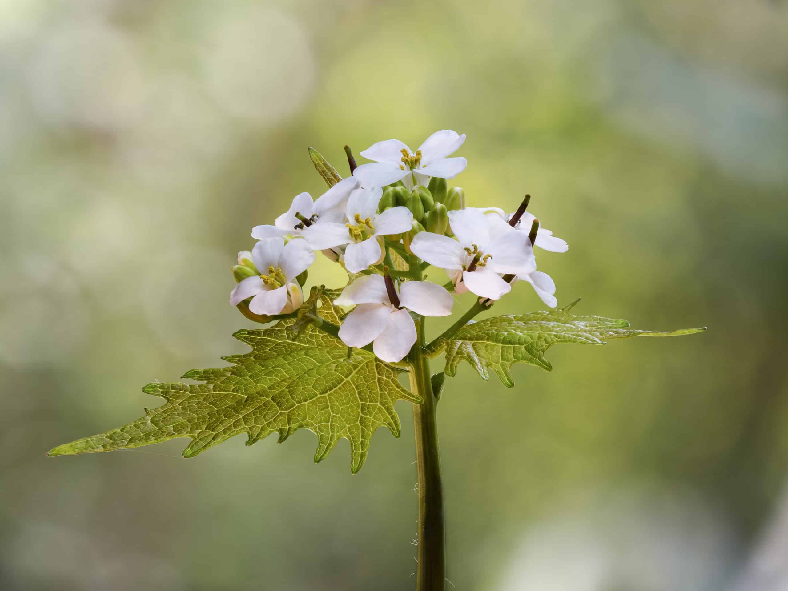 Garlic mustard flower