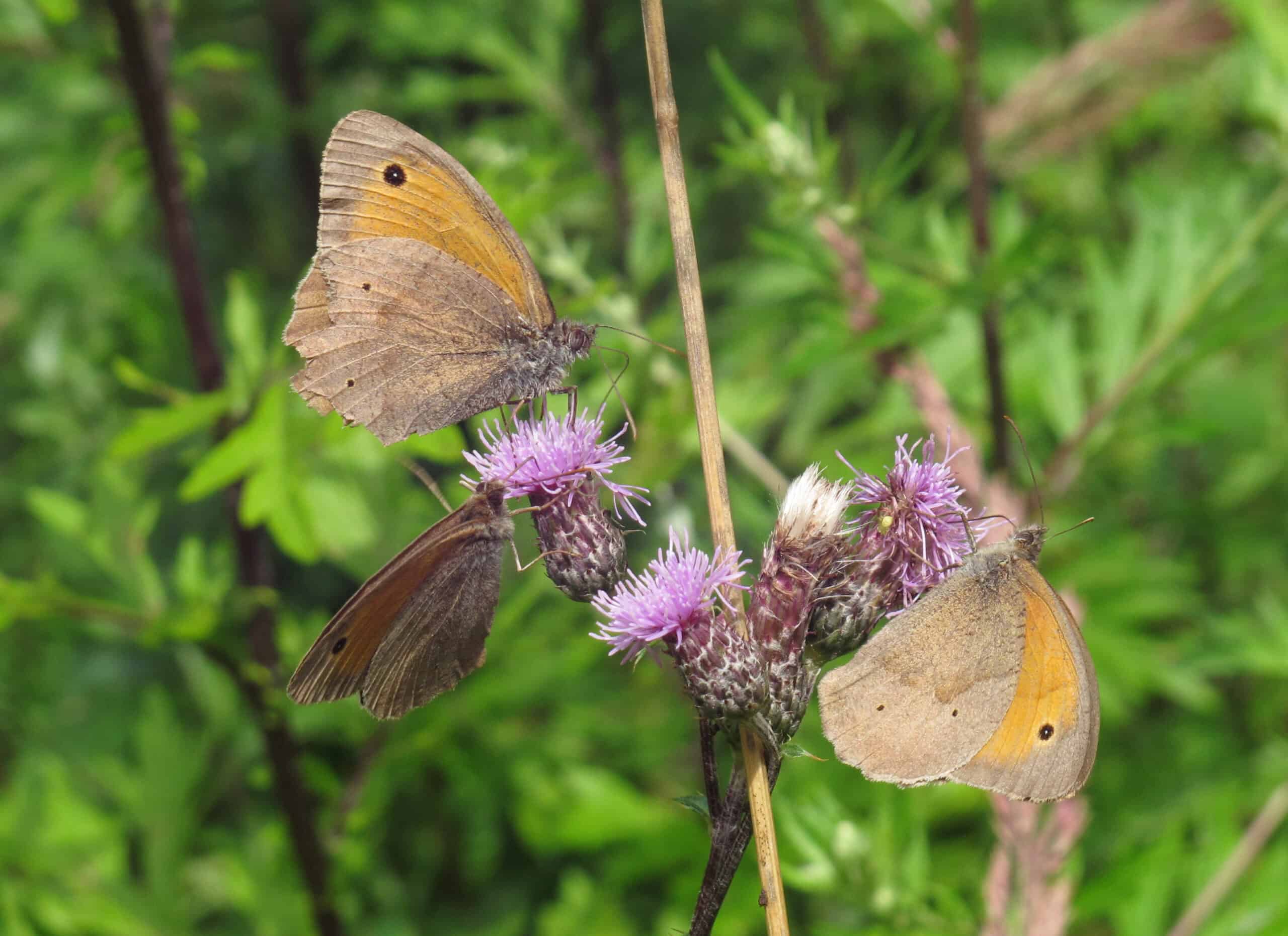 Butterflies on a creeping thistle plant