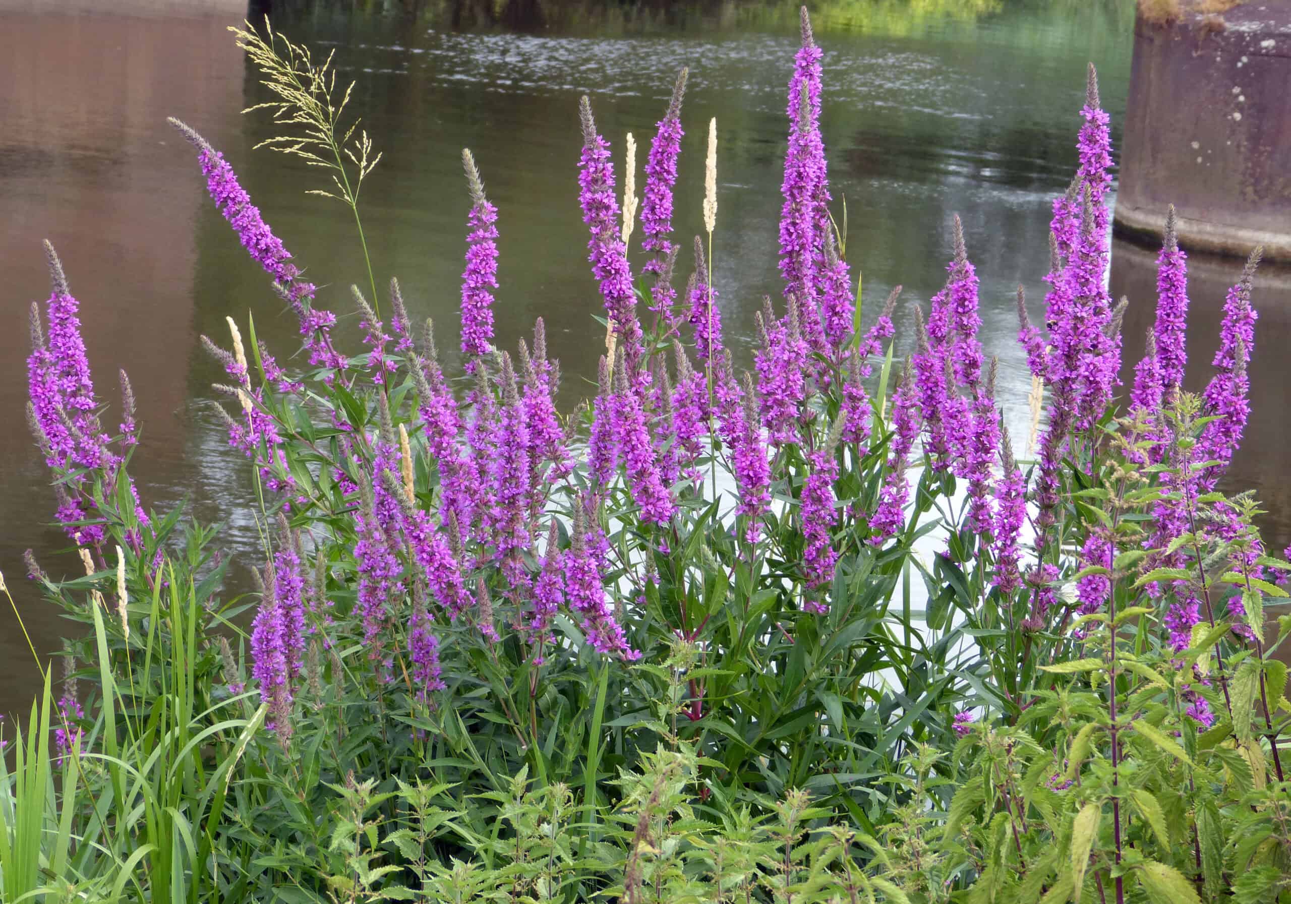 Purple Loosestrife plants growing