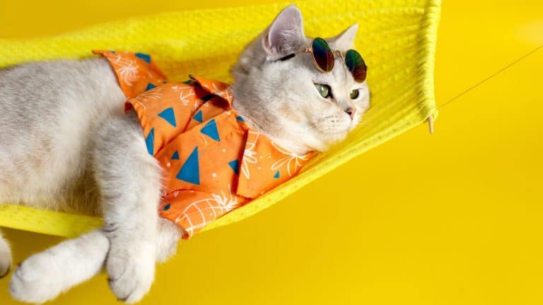 Funny white cat in sunglasses lies on a fabric hammock on a yellow background.