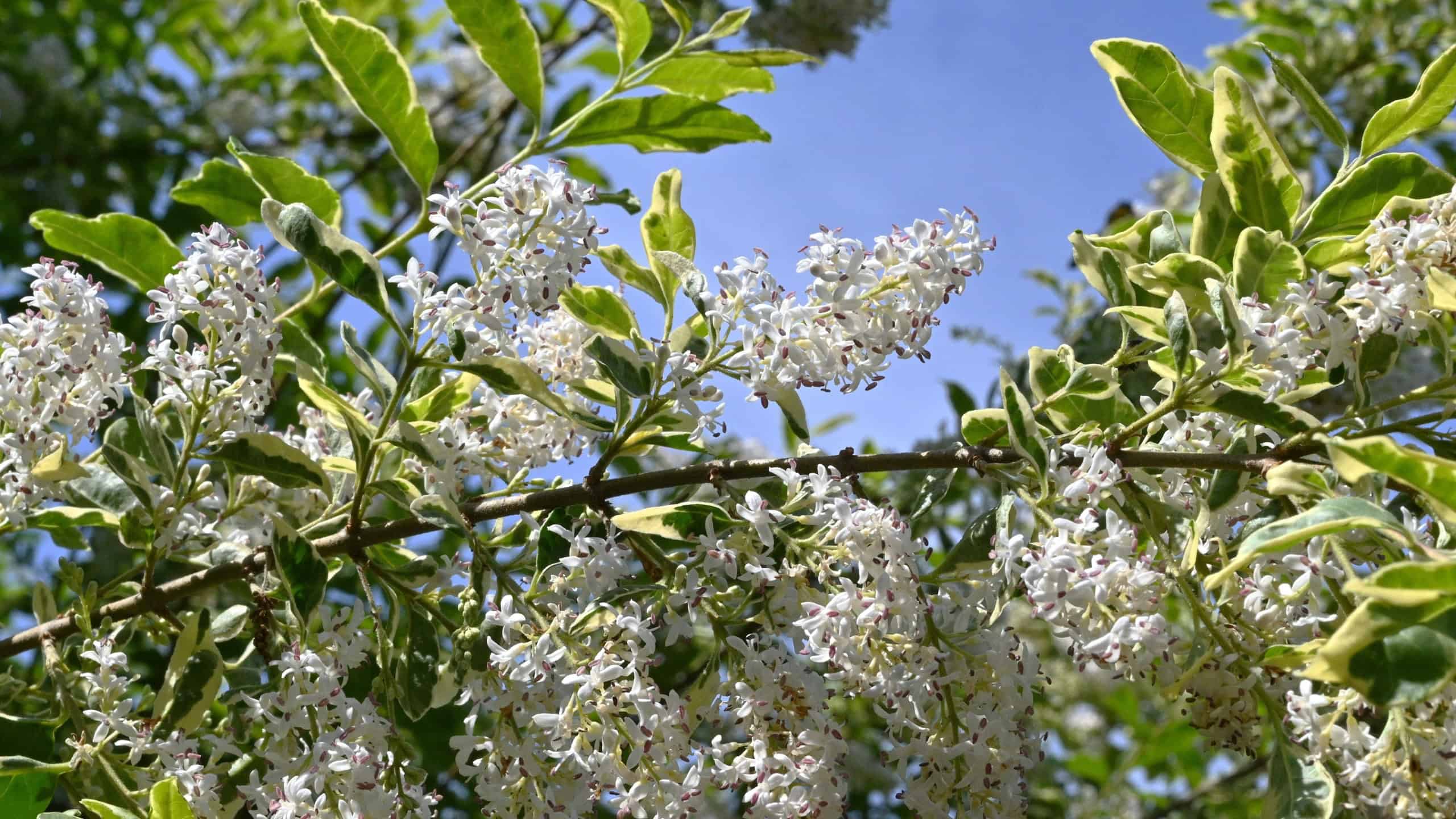 Ligustrum sinense (Chinese privet) flowers. Oleaceae evergreen shrub. Many fragrant white flowers bloom in panicles from May to June.