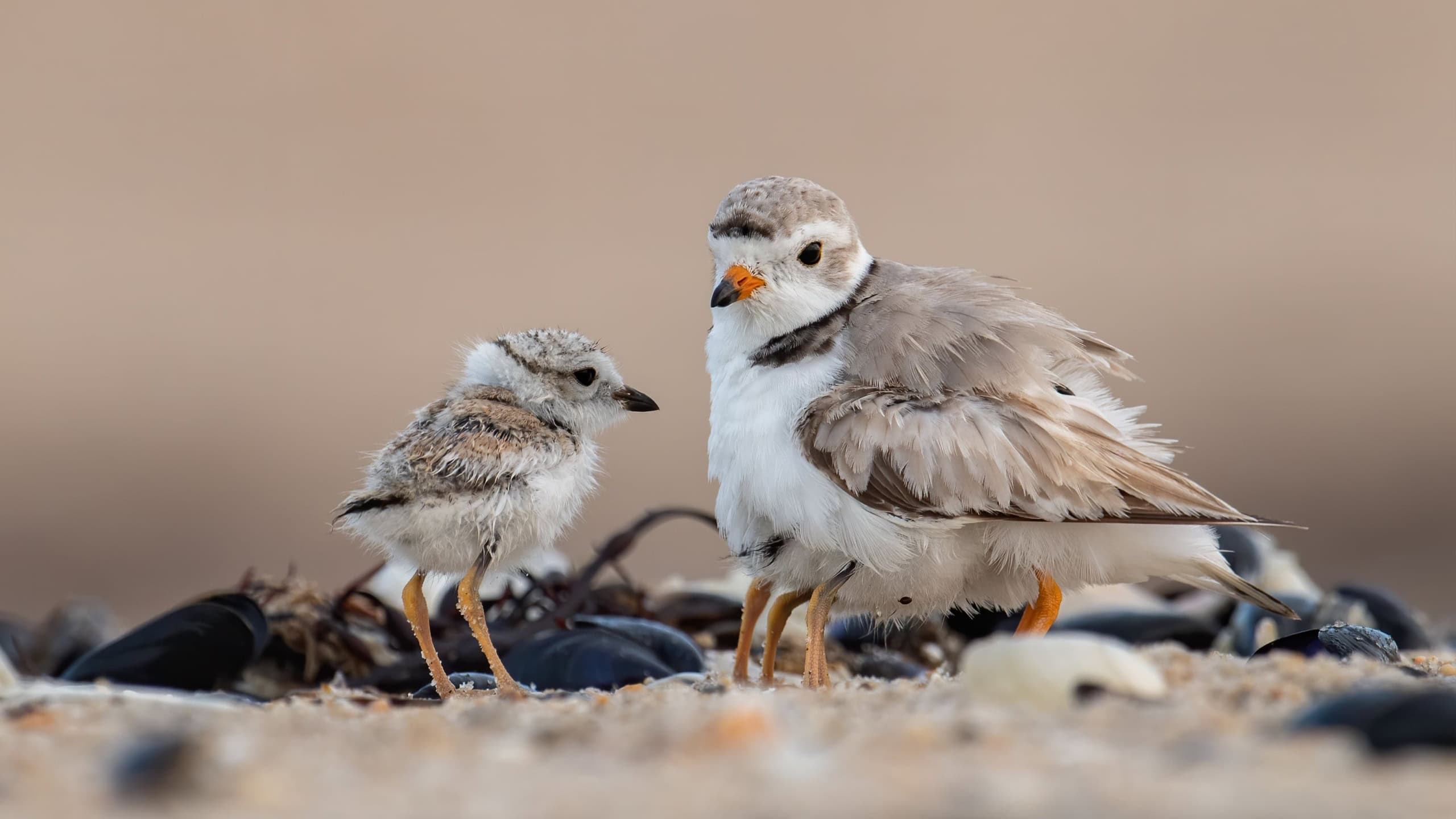 Piping plover on the beach