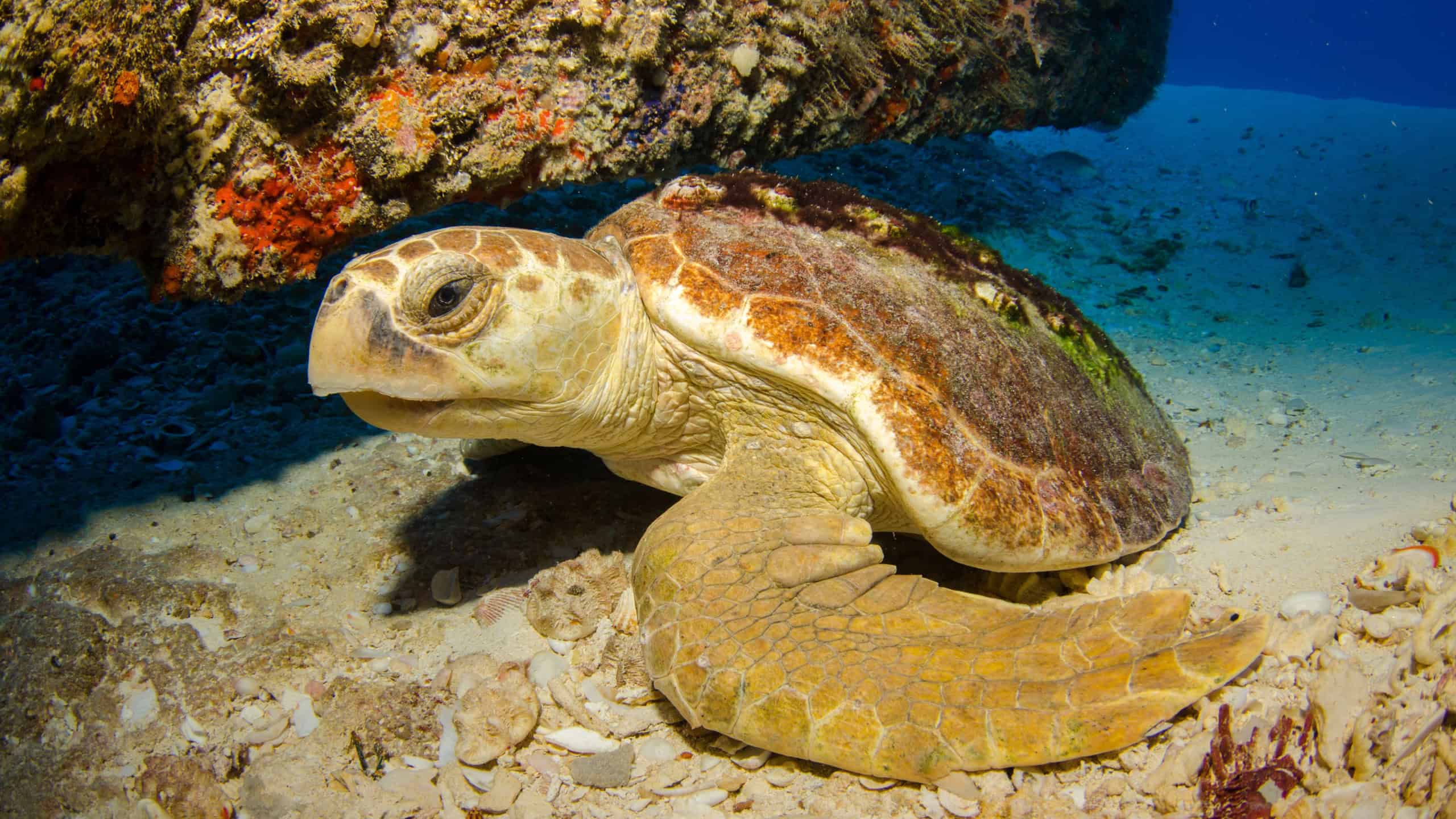 Loggerhead turtle, Caribbean sea.