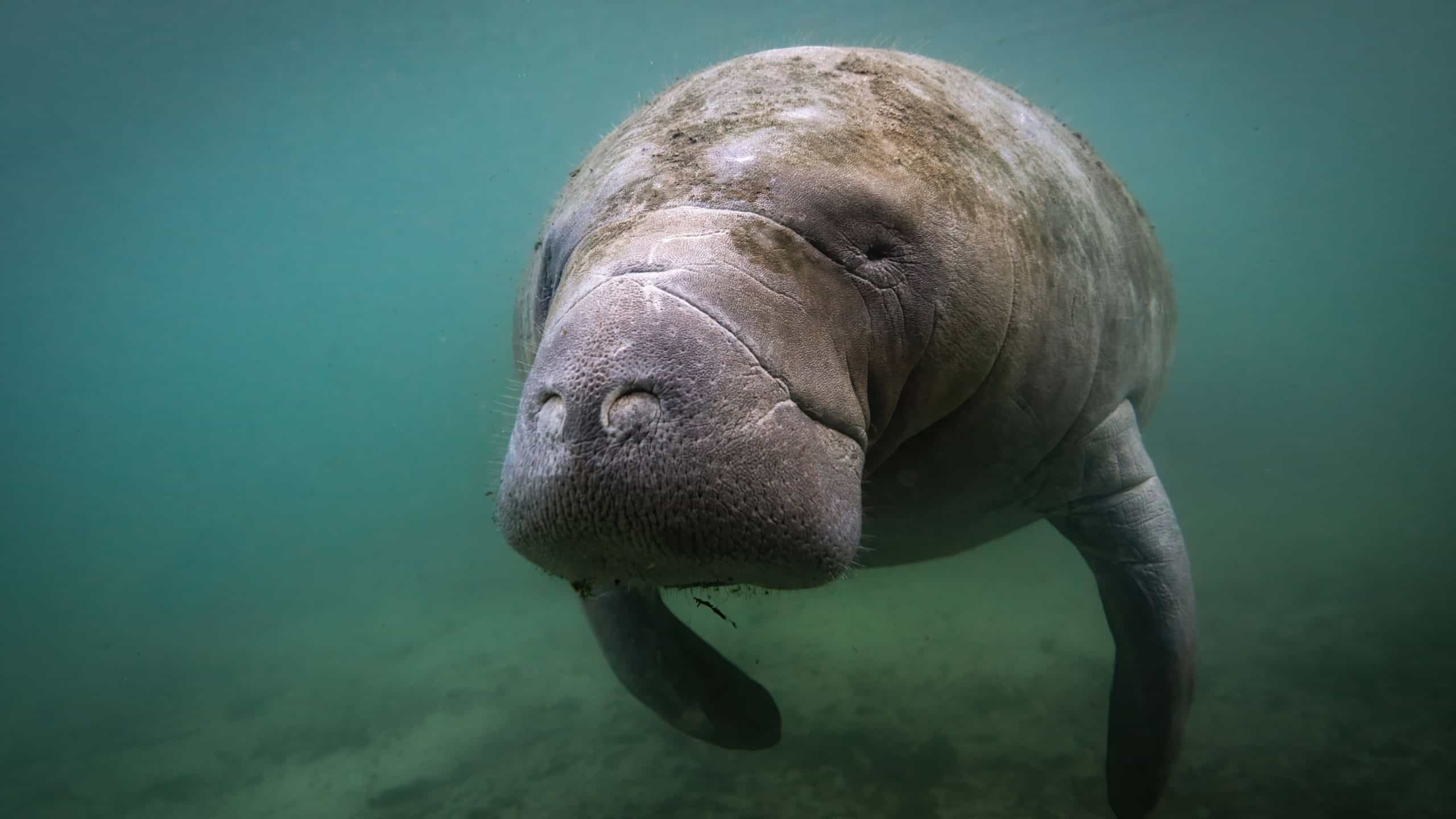 A Manatee Underwater in Florida