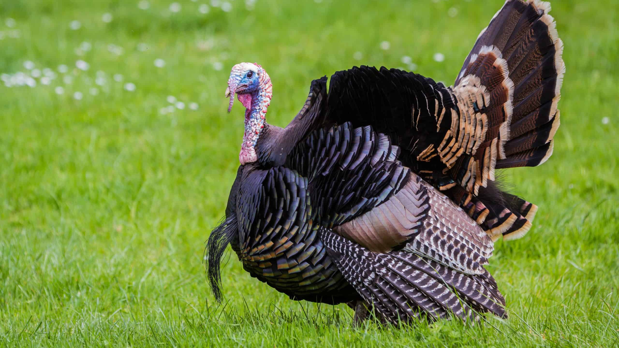 adult male tom turkey showing off his colorful feathers on a green spring morning
