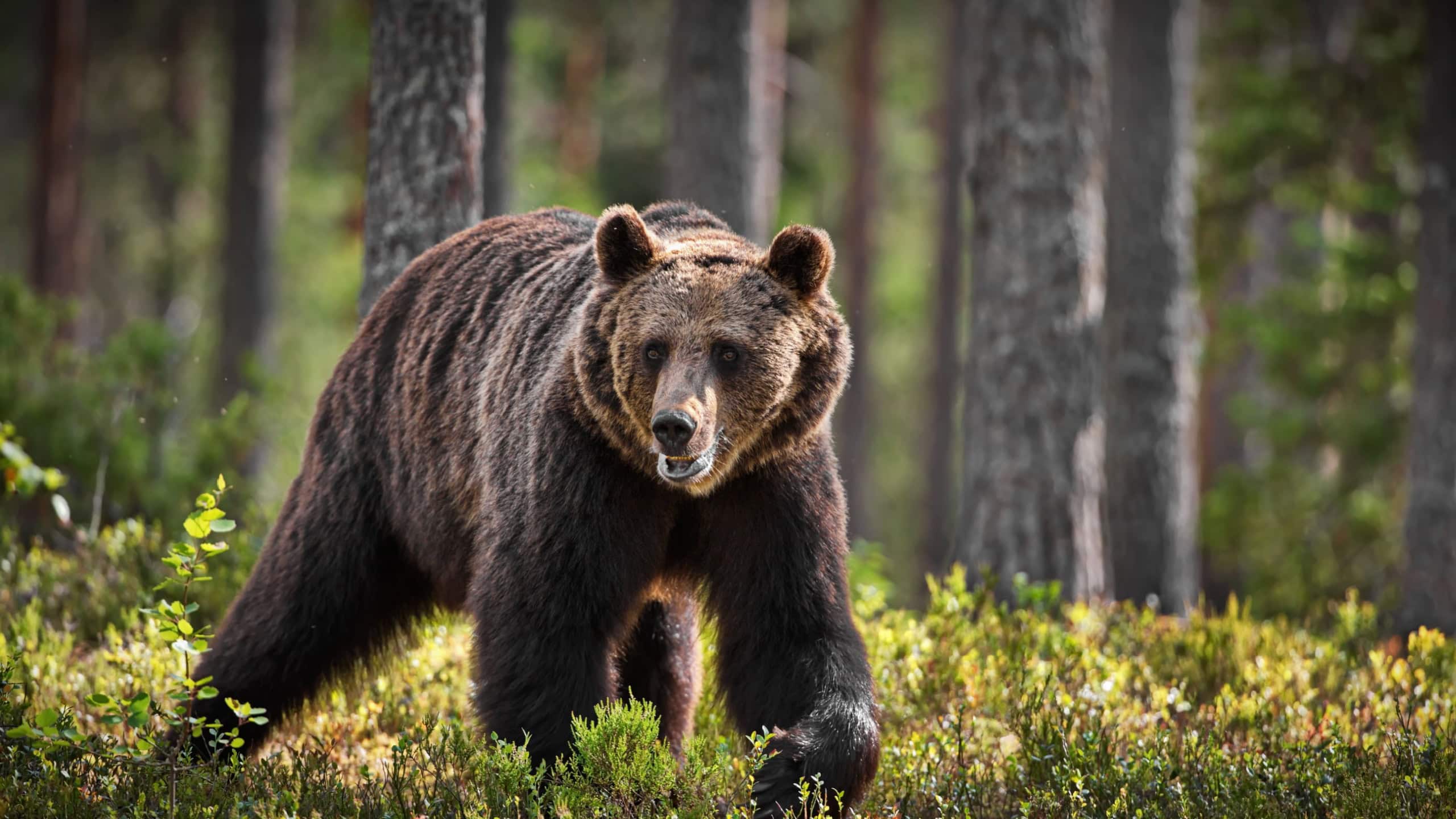 A green forest with grizzly bears in Finland during daylight