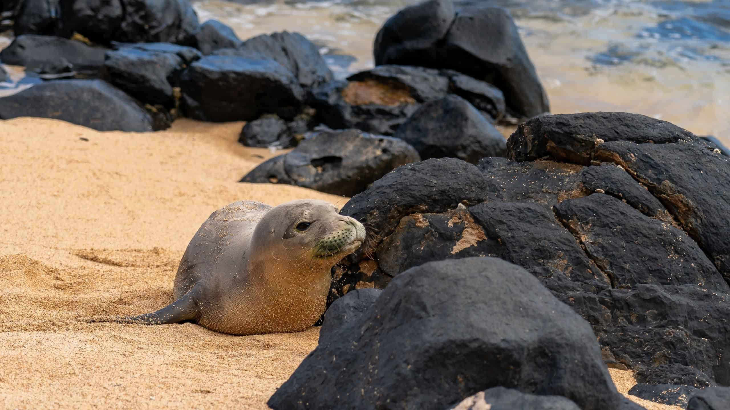 A young endangered Hawaiian monk seal (Neomonachus schauinslandi) rests on a golden sand beach on the Hawaiian island of Kauai