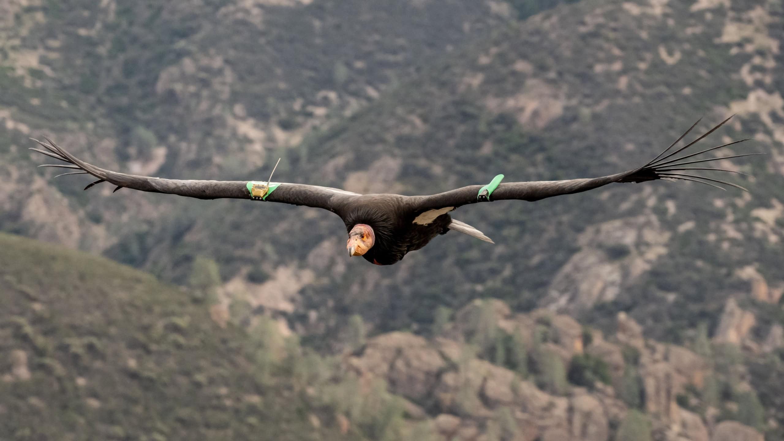 California Condor Glides Over The Hills of Pinnacles National Park