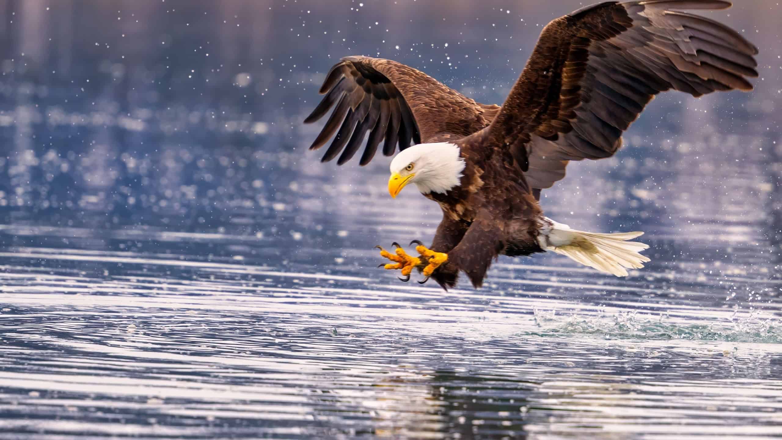Bald eagle poised to plunge into water with prey in talons