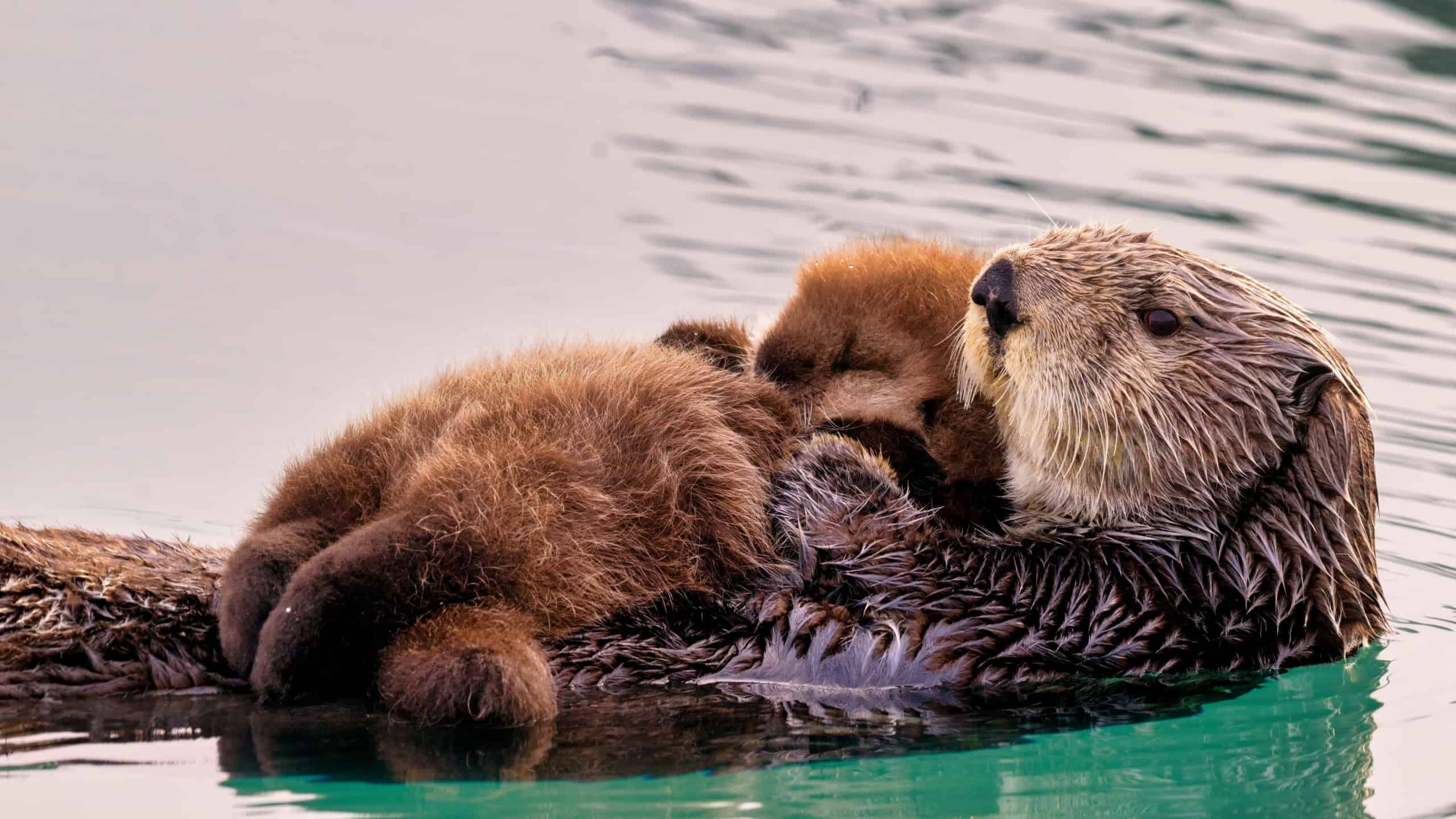 A Sea Otter with newborn pup Homer Alaska