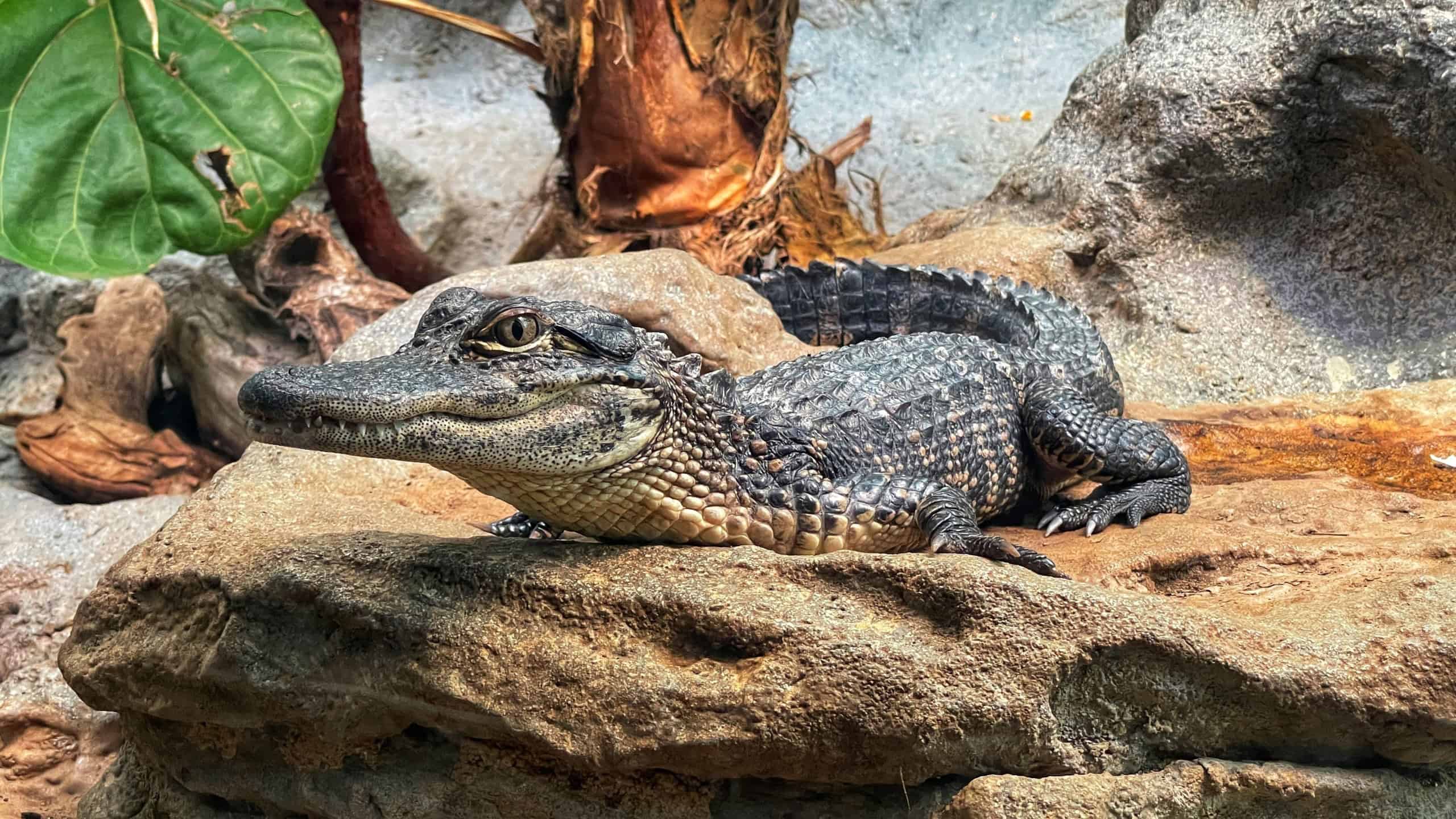 A closeup shot of a baby American alligator crawling on the rocks in the daylight