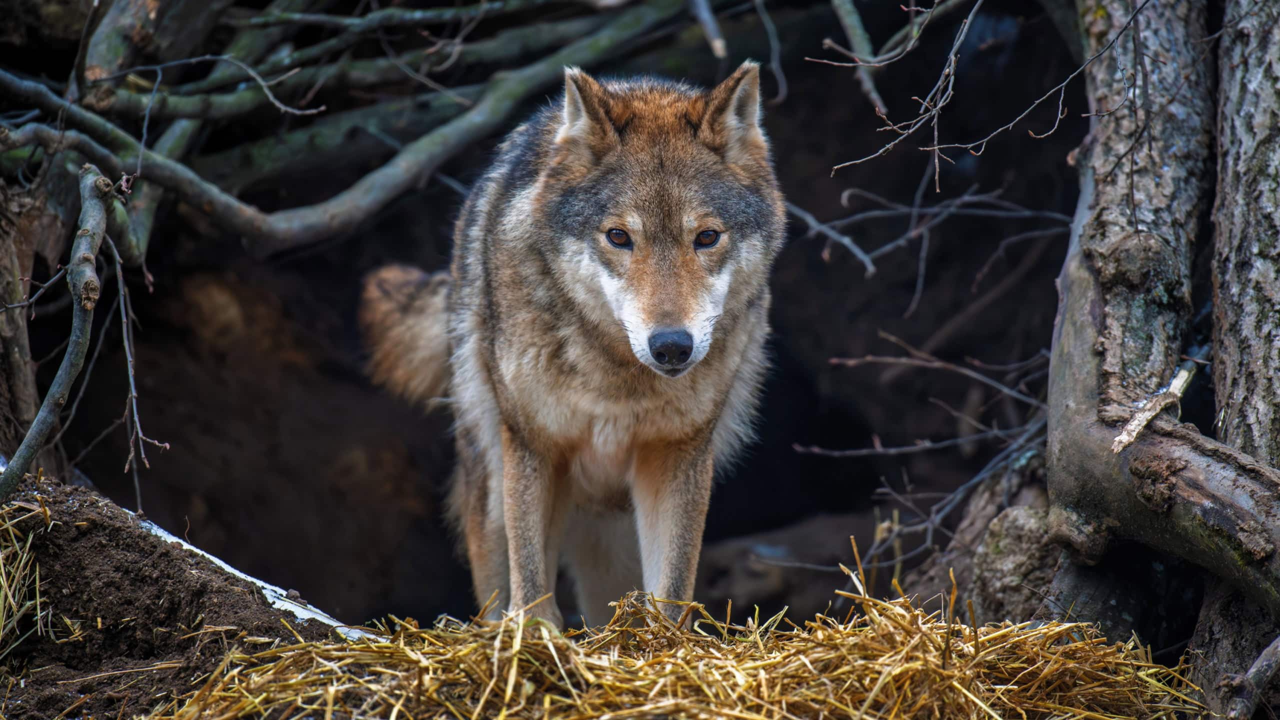 Gray wolf (Canis lupus) emerging from den in forest
