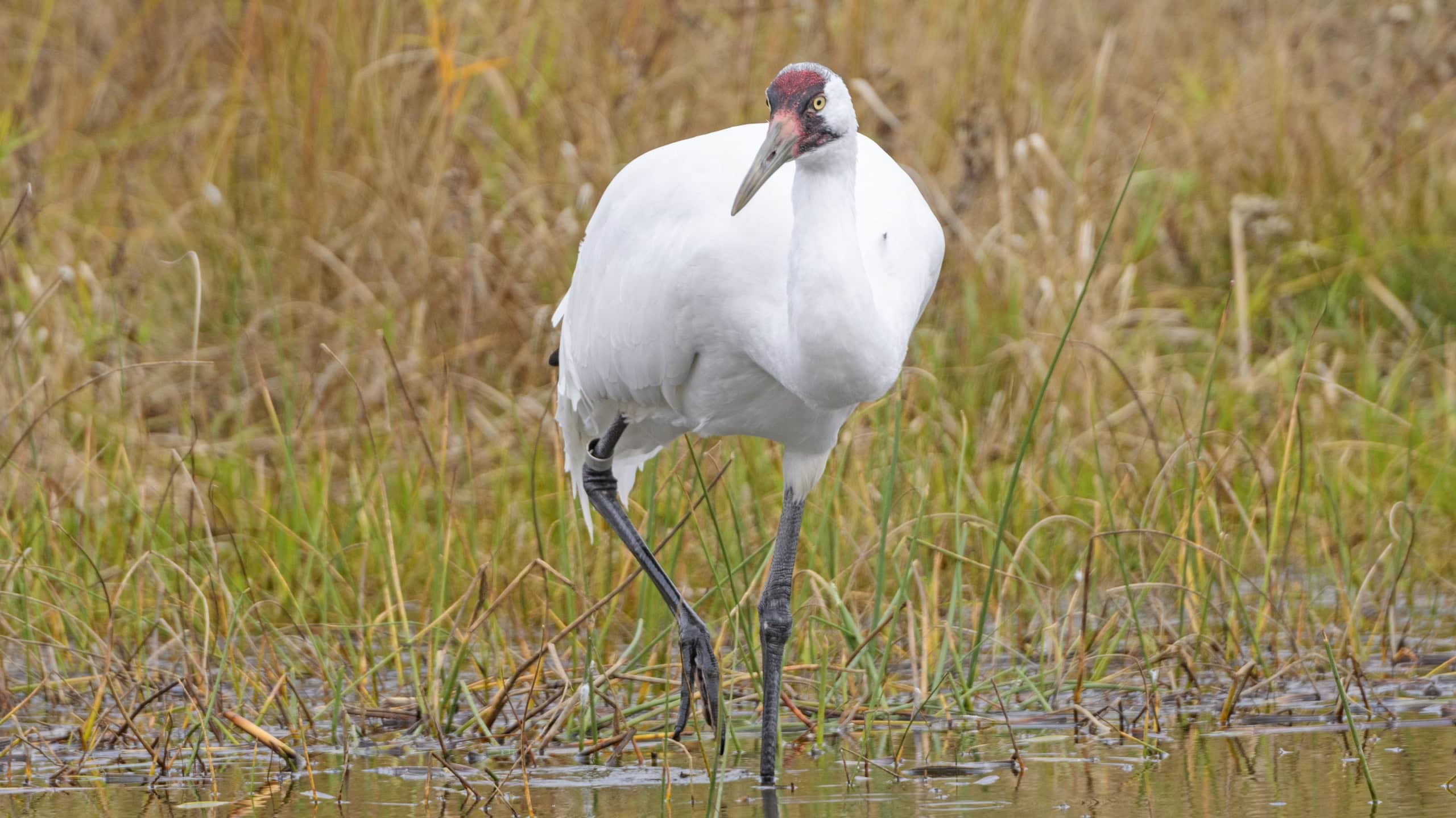 Whooping Crane on the Hunt in Wisconsin