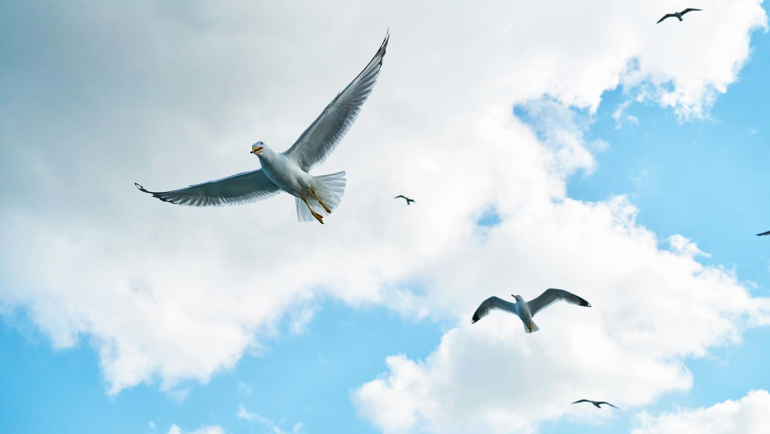 Soaring Seagulls in the Sky