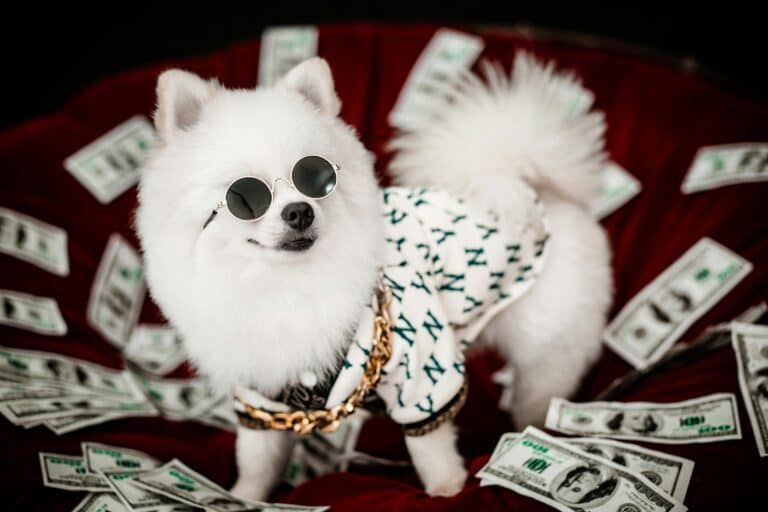 White Dog in Round Sunglasses Standing among Dollar Bills, money, cash