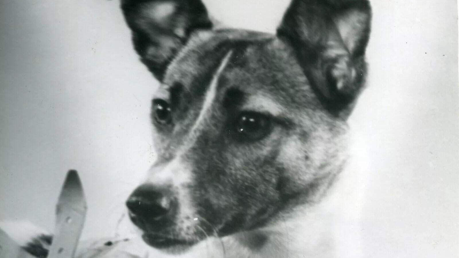 Laika the dog