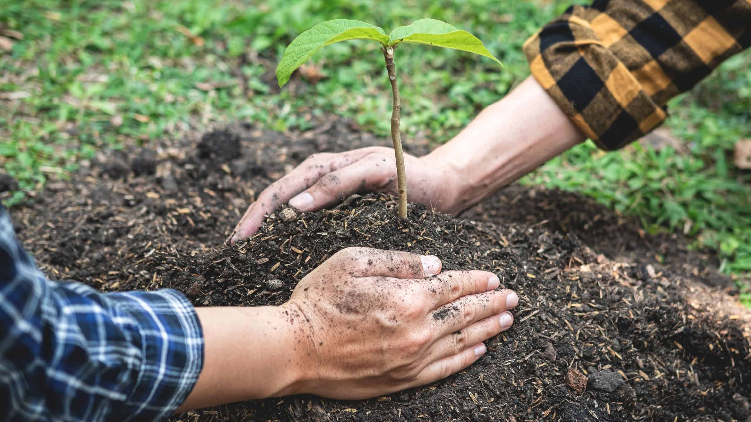 Two man helping to carrying seedling and protection new growing seedling for planting in the garden during reforestation together for environment earth