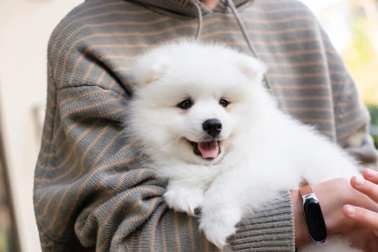 White japanese spitz puppy at home