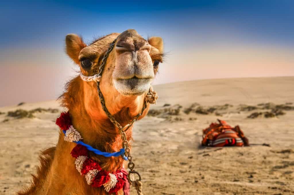 Detail of camel's head in the desert with funny expression