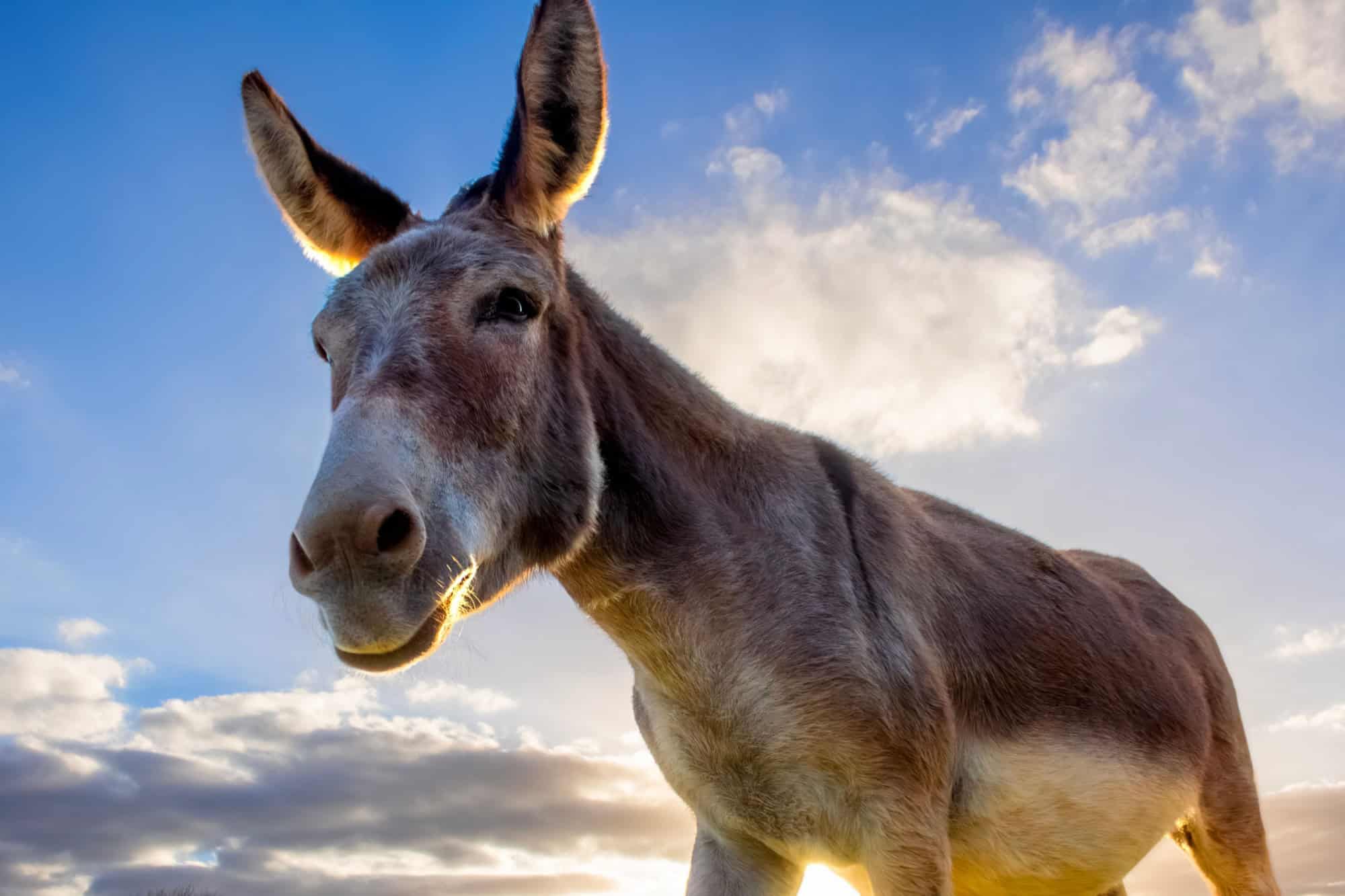 Portraiture of a elderley donkey in a field at sunset.