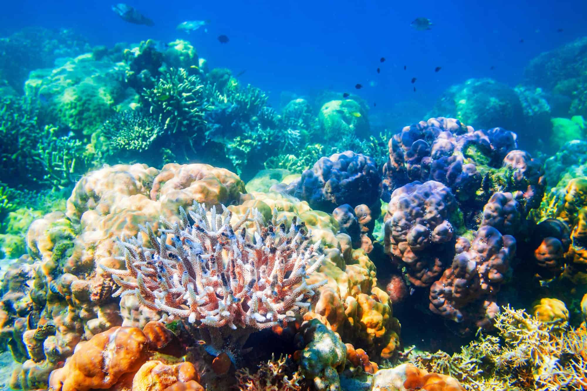 Underwater coral reef tropical sea view landscape