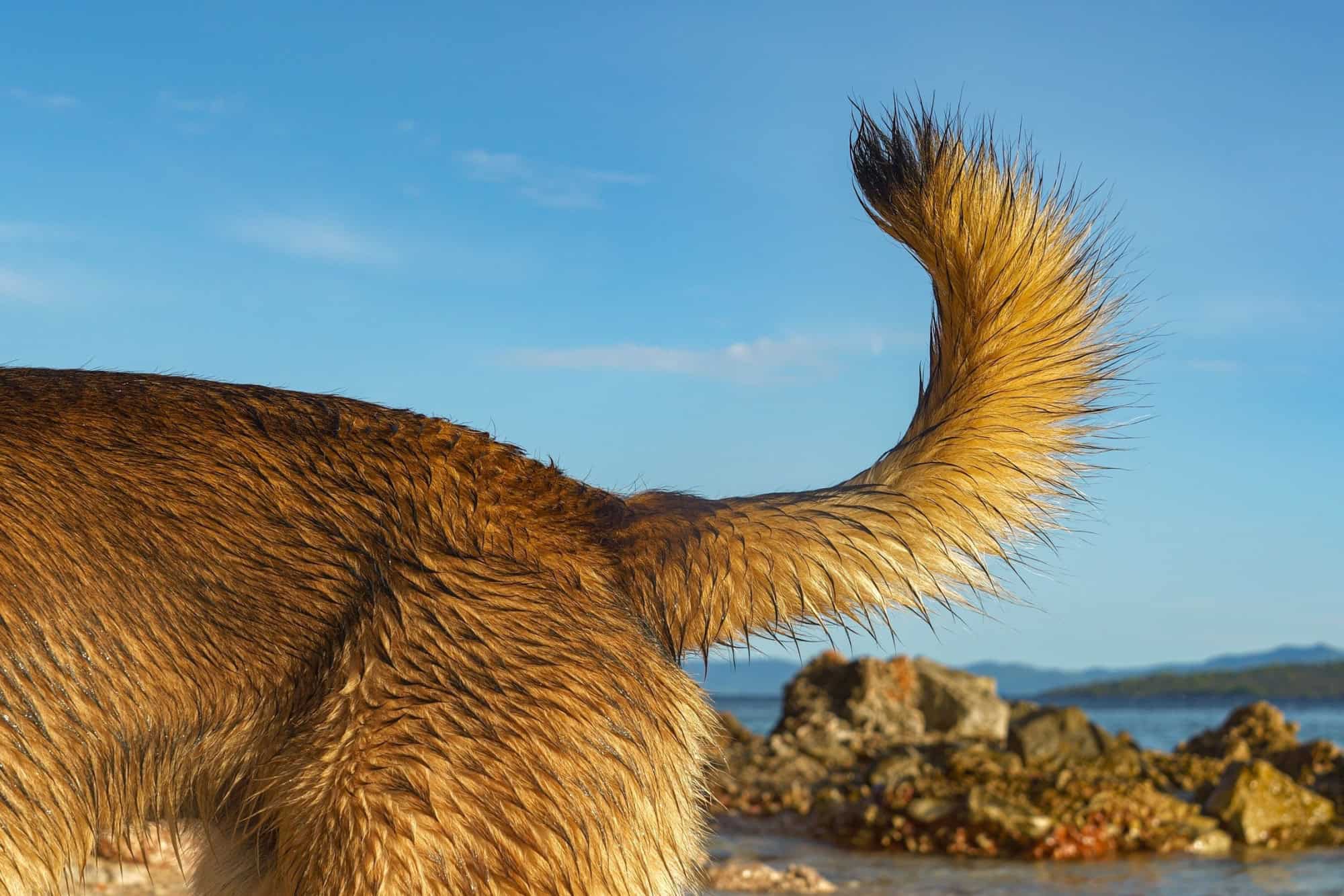 Dogs tail by the seaside, with wet fur glistening in warm sunlight. Scenic background features ocean, rocks, and clear blue sky, capturing a moment of adventure and playfulness at the beach.