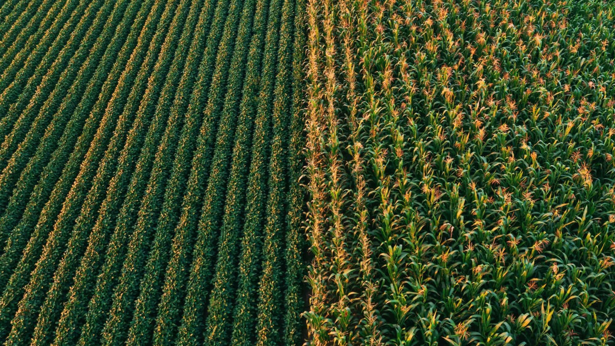 Aerial shot of cultivated soybean and corn field from drone pov, high angle view