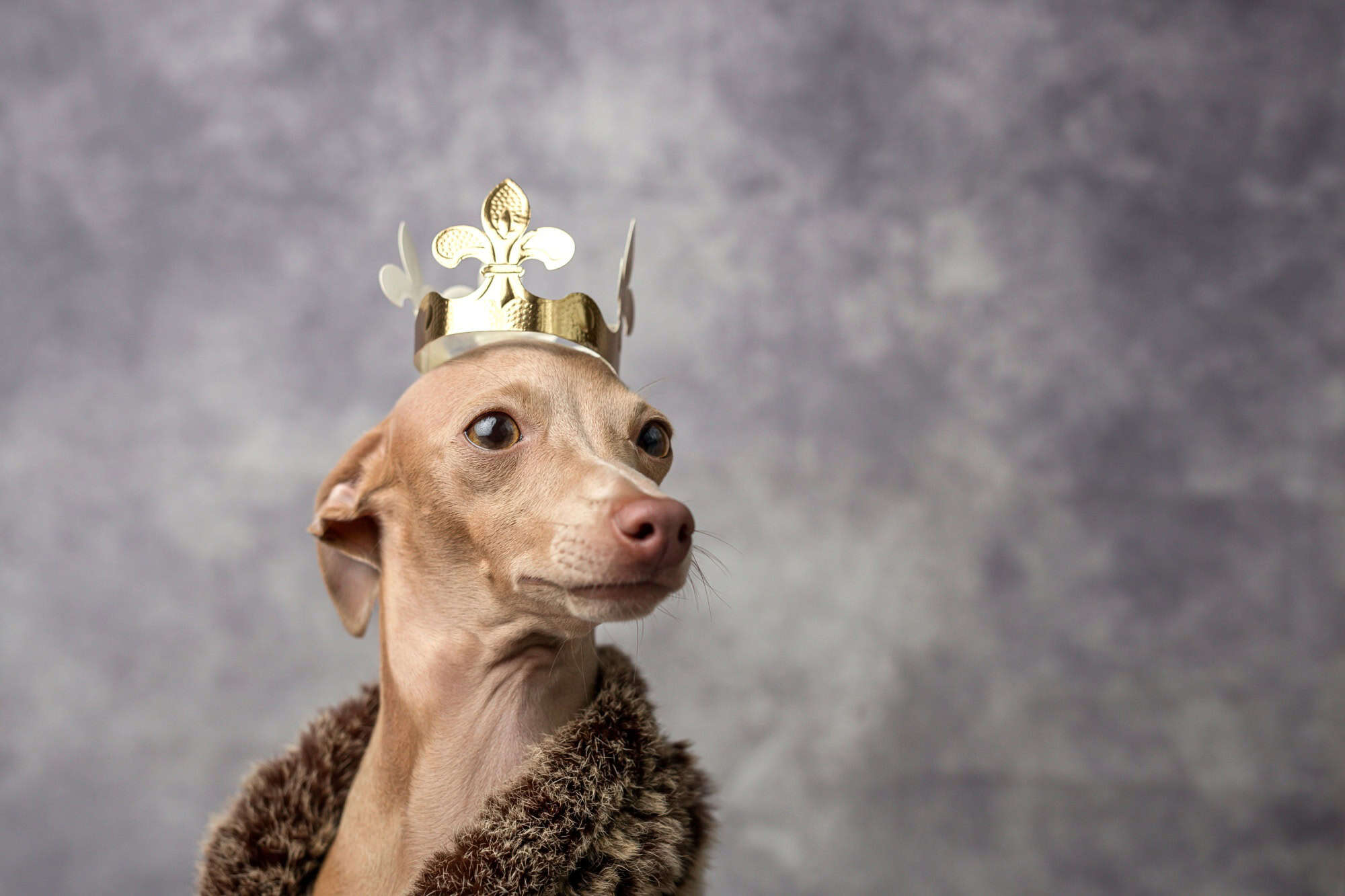 Italian Greyhound Funny dog dressed as a wizard king. Christmas time. Gifts boxes. Decoration