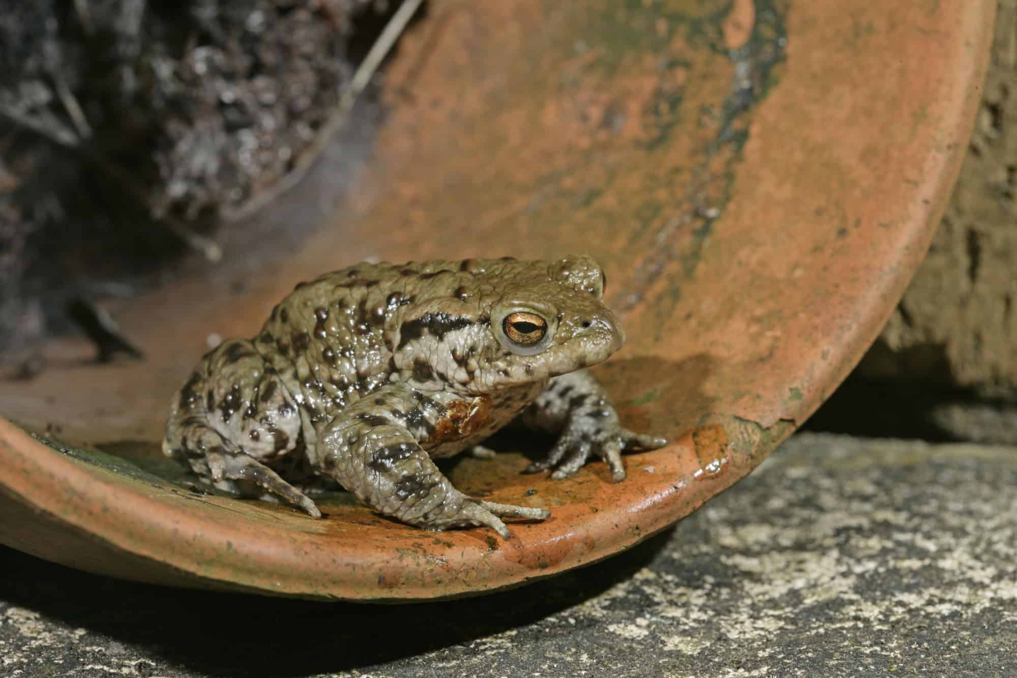 Common toad, Bufo bufo, single toad in flower pot