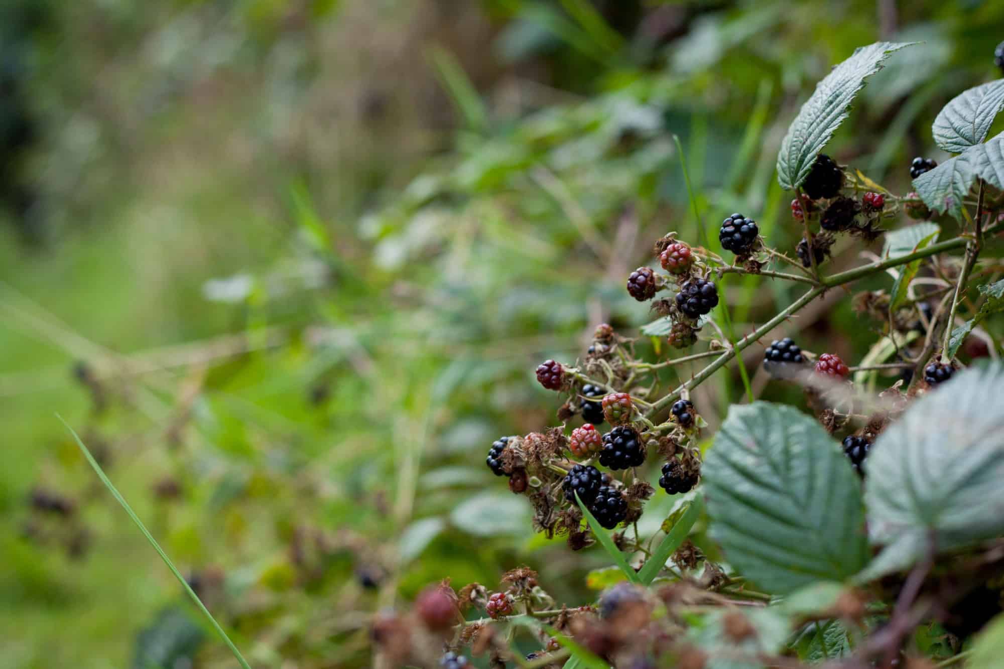 Foraging for wild food - summer bramble bushes full of fruit