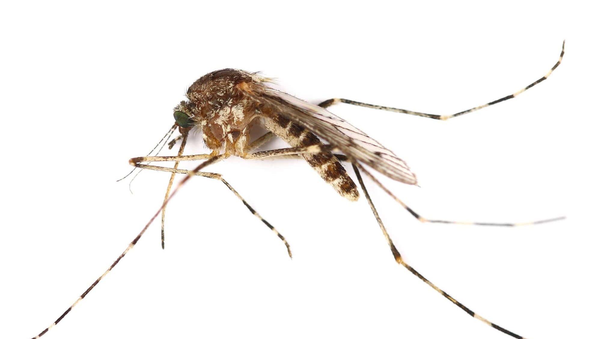 Mosquito