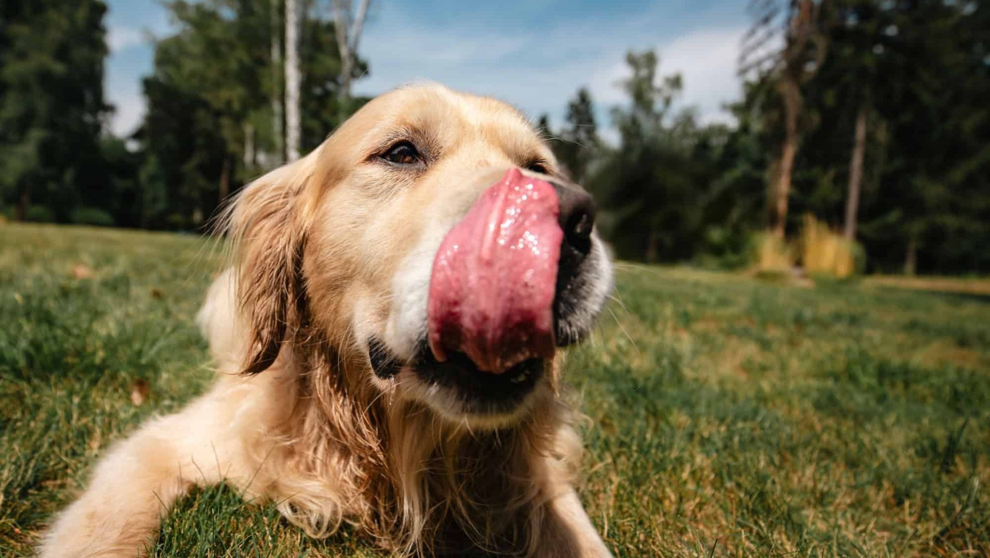 Portrait of cute dog with tongue out. Funny portrait of golden retriever licking lips on summer meadow.