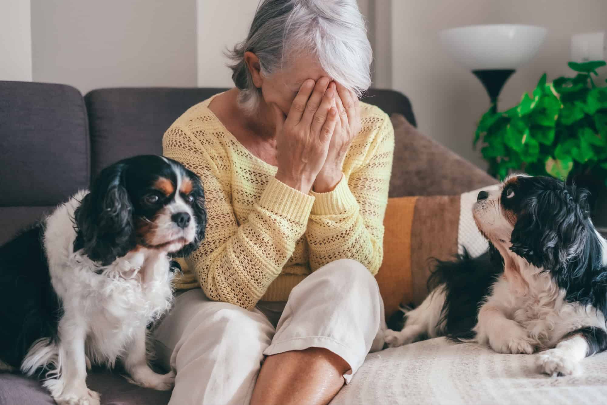 Sad senior woman sitting on sofa at home with hands on face, one of her cavalier king charles dogs looks at her worried. Retired elderly lady and pet therapy concept