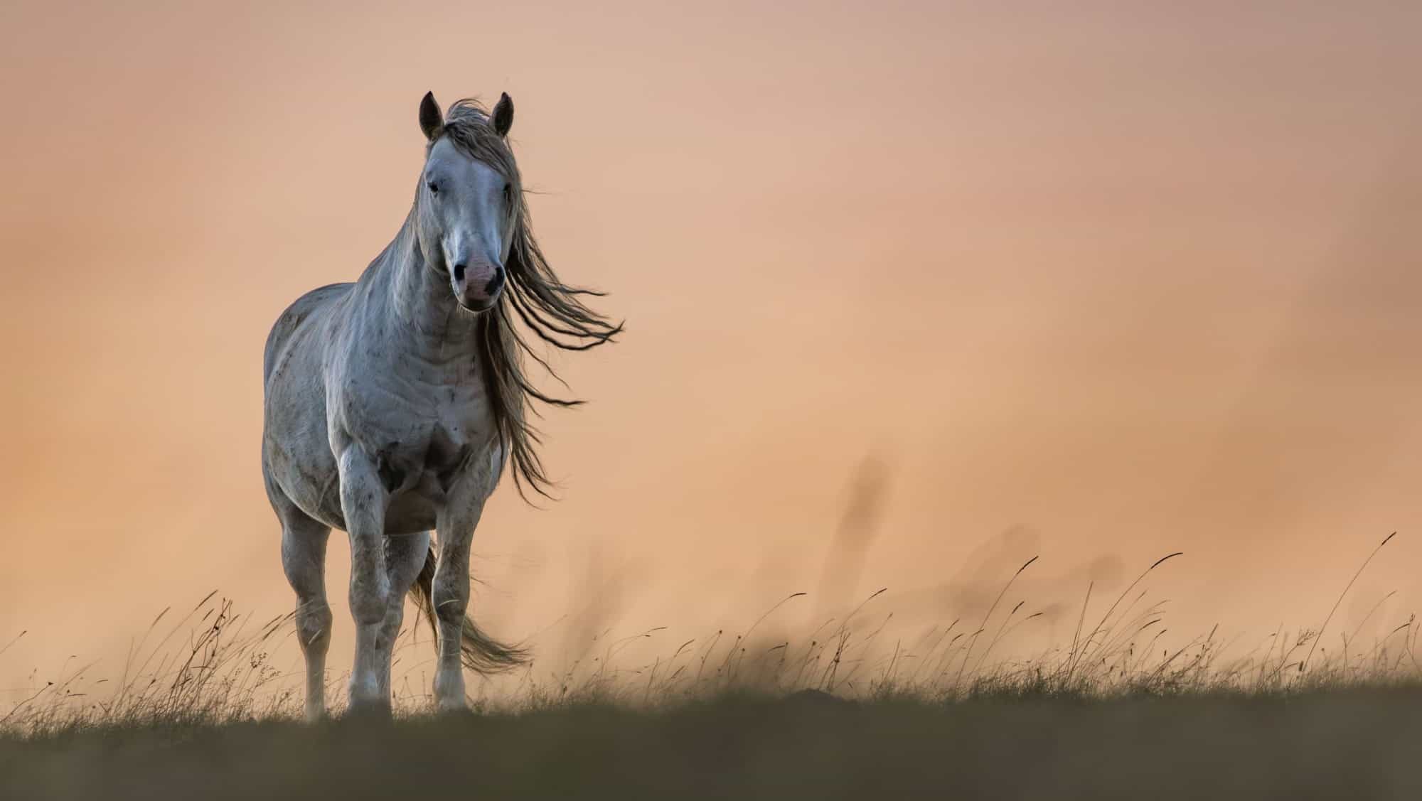 Wild horses roaming