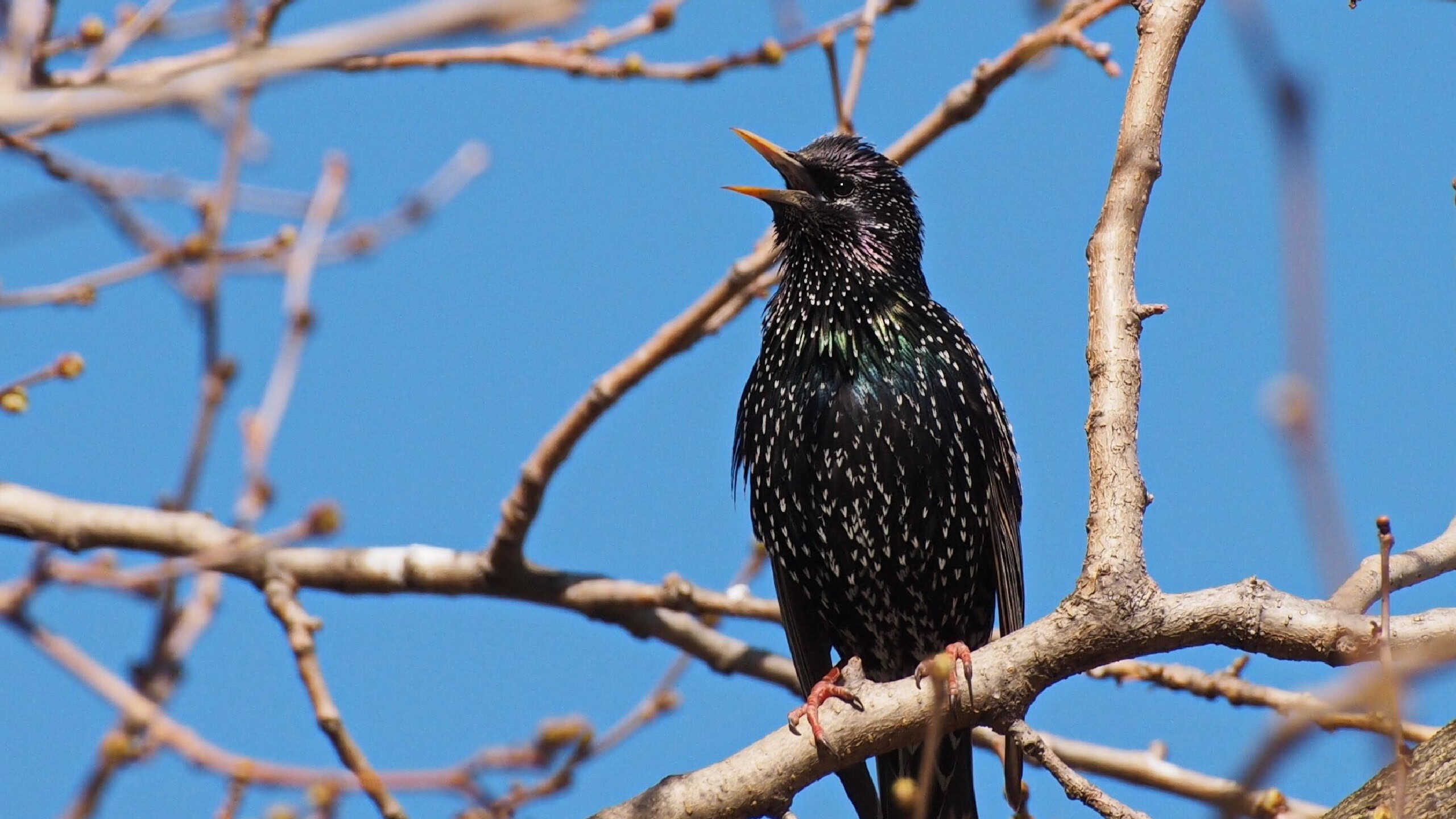 Common Starling, Sturnus vulgaris