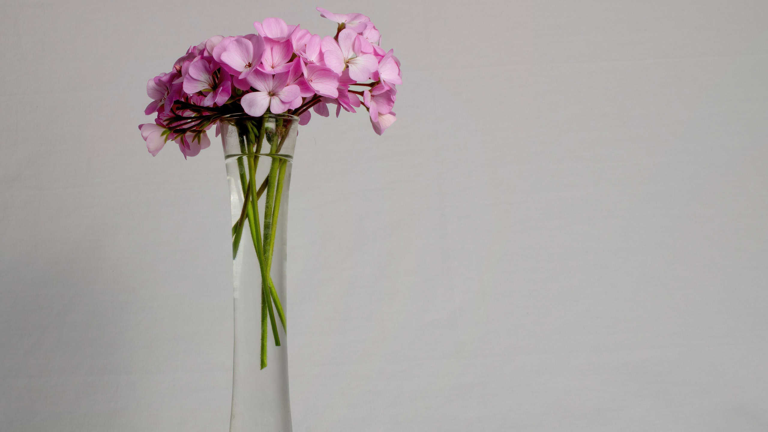A closeup shot of pink flowers put in a glass vase on a gray background