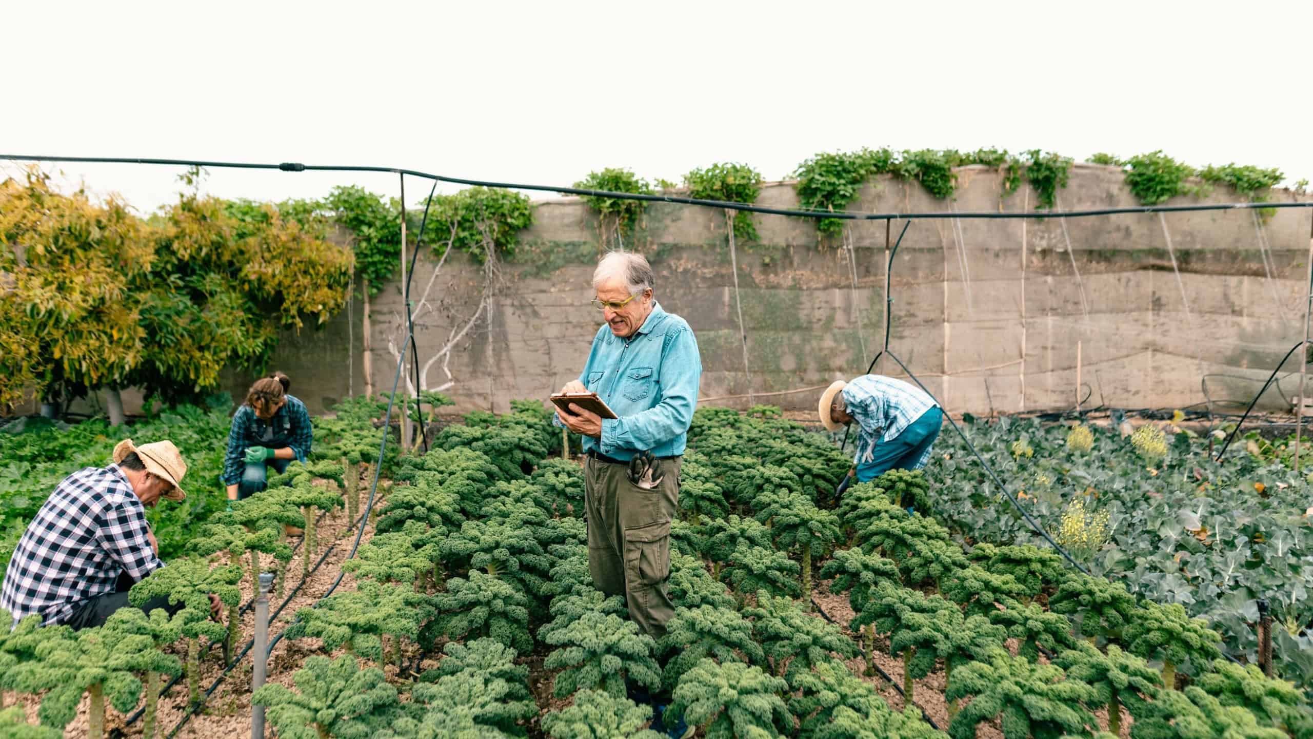 Group of farmers working in agricultural land - Farm people lifestyle concept