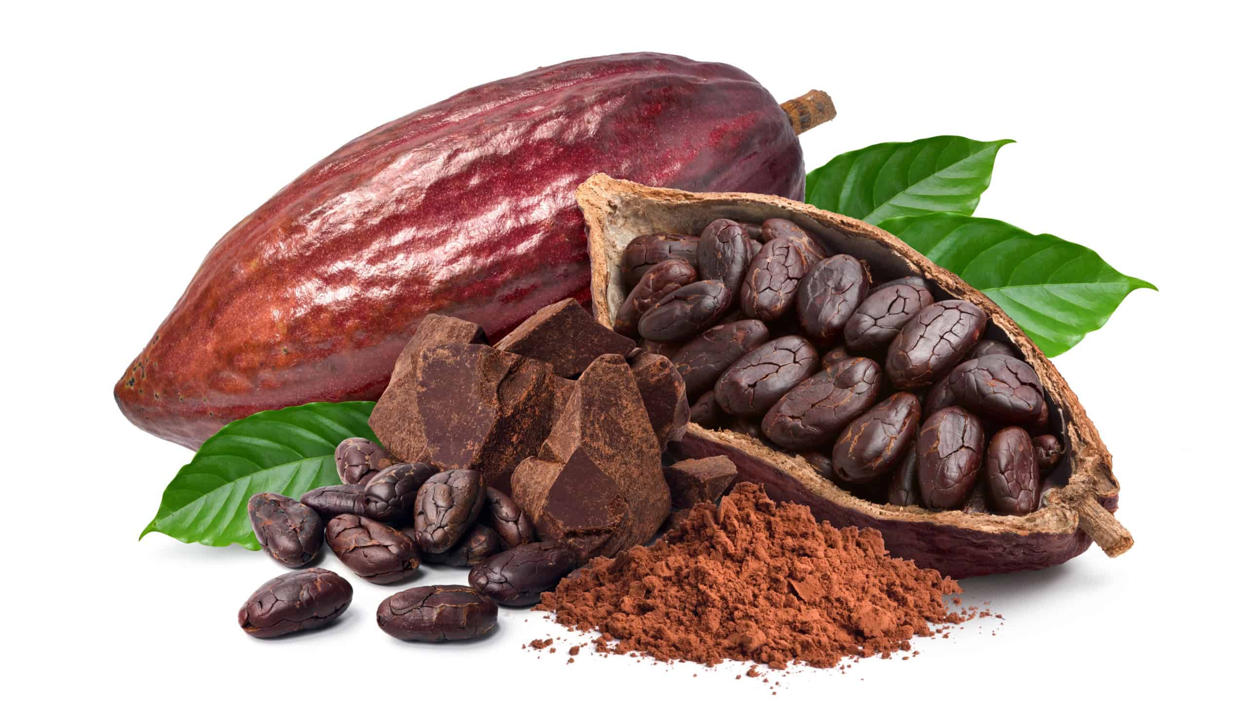 Cocoa ingredients with cocoa beans, fresh cocoa pod and cocoa mass isolated on white background.