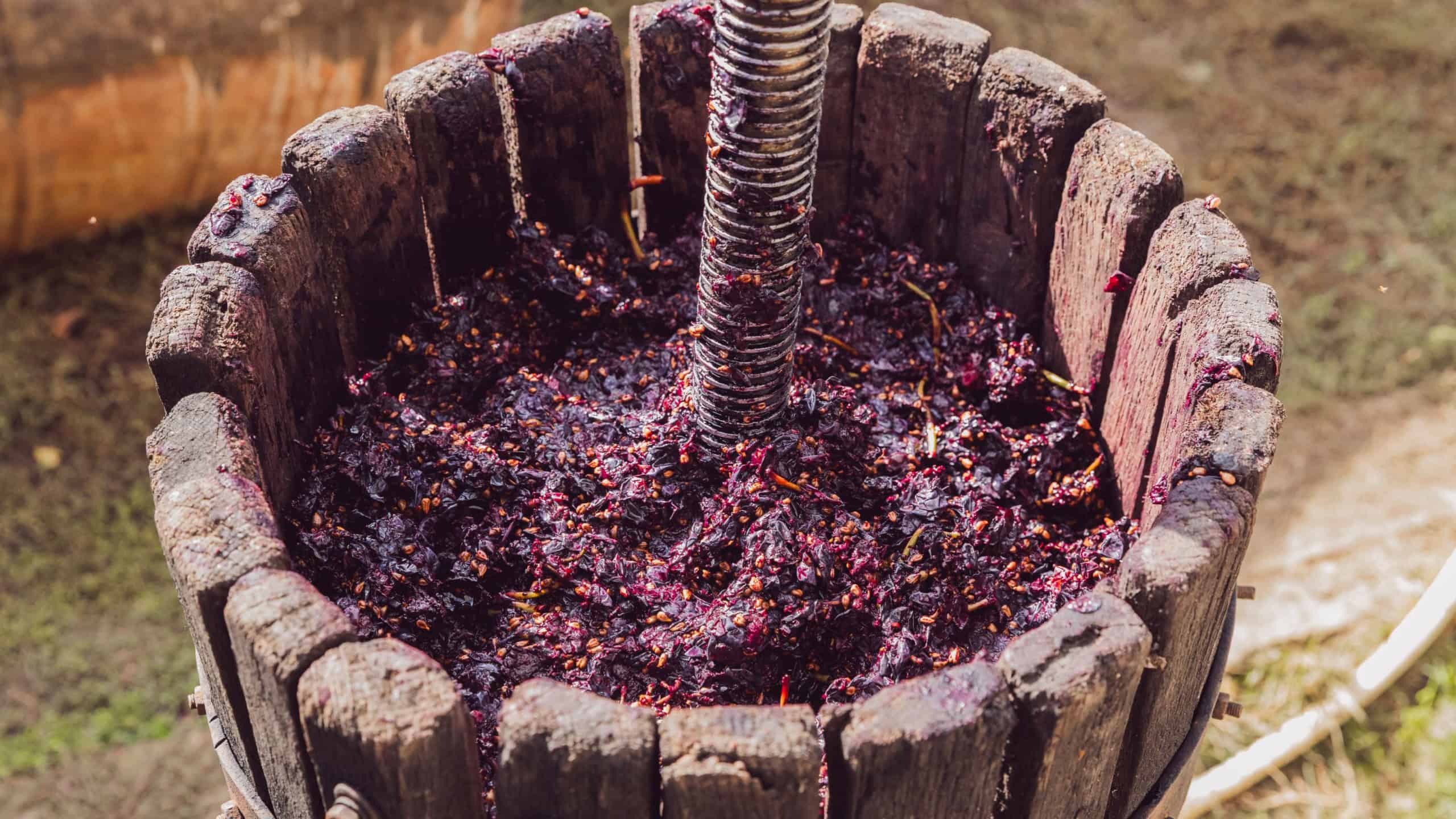 Fresh grape pulp in a wine press.