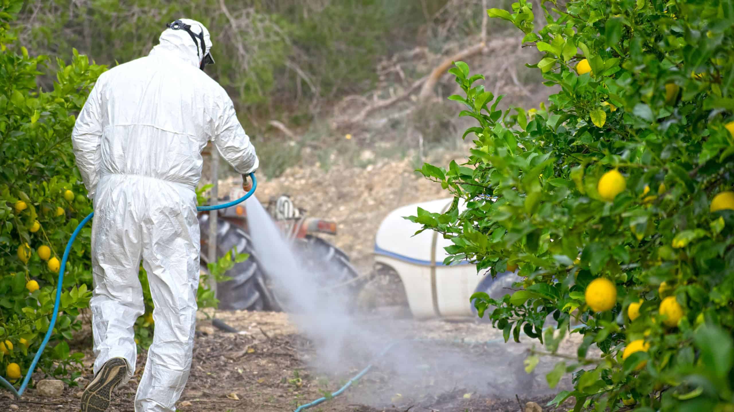 Farmer man spraying fumigating pesti, pest control. Weed insecticide fumigation. Organic ecological agriculture. Spray pesticides, pesticide on fruit lemon in growing agricultural plantation, Spain.