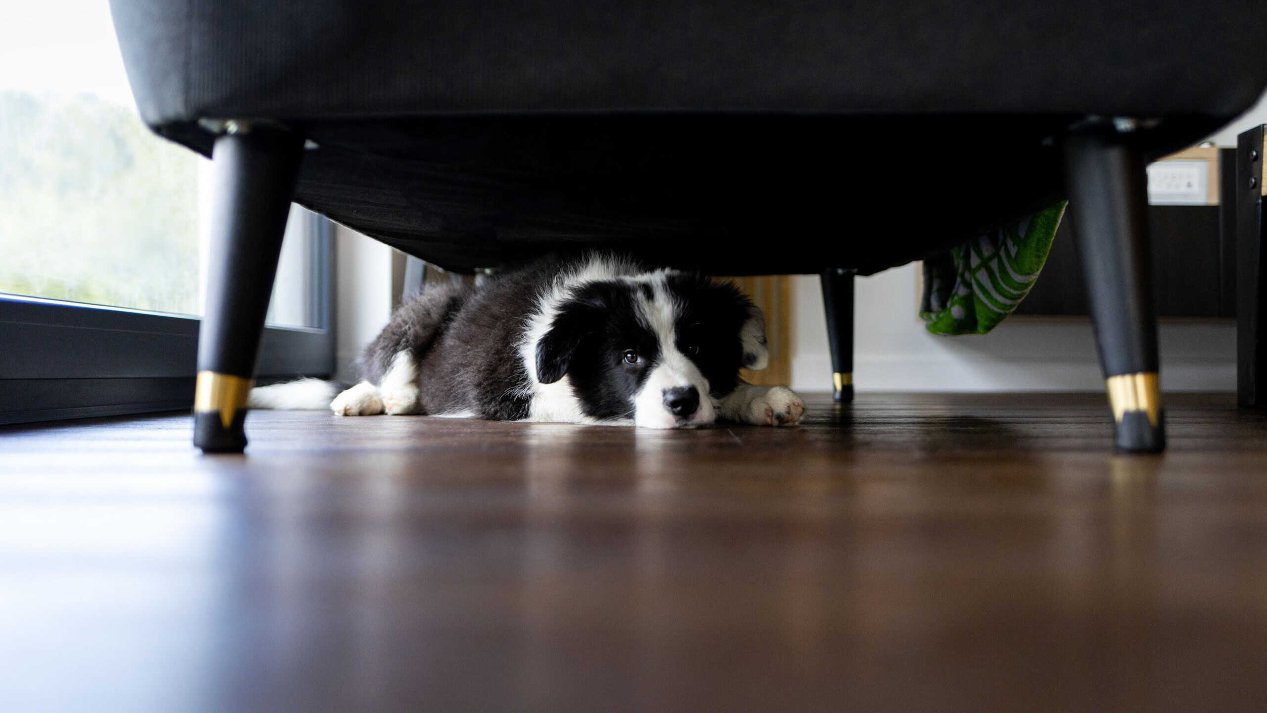 Adorable puppy dog hiding under sofa at home