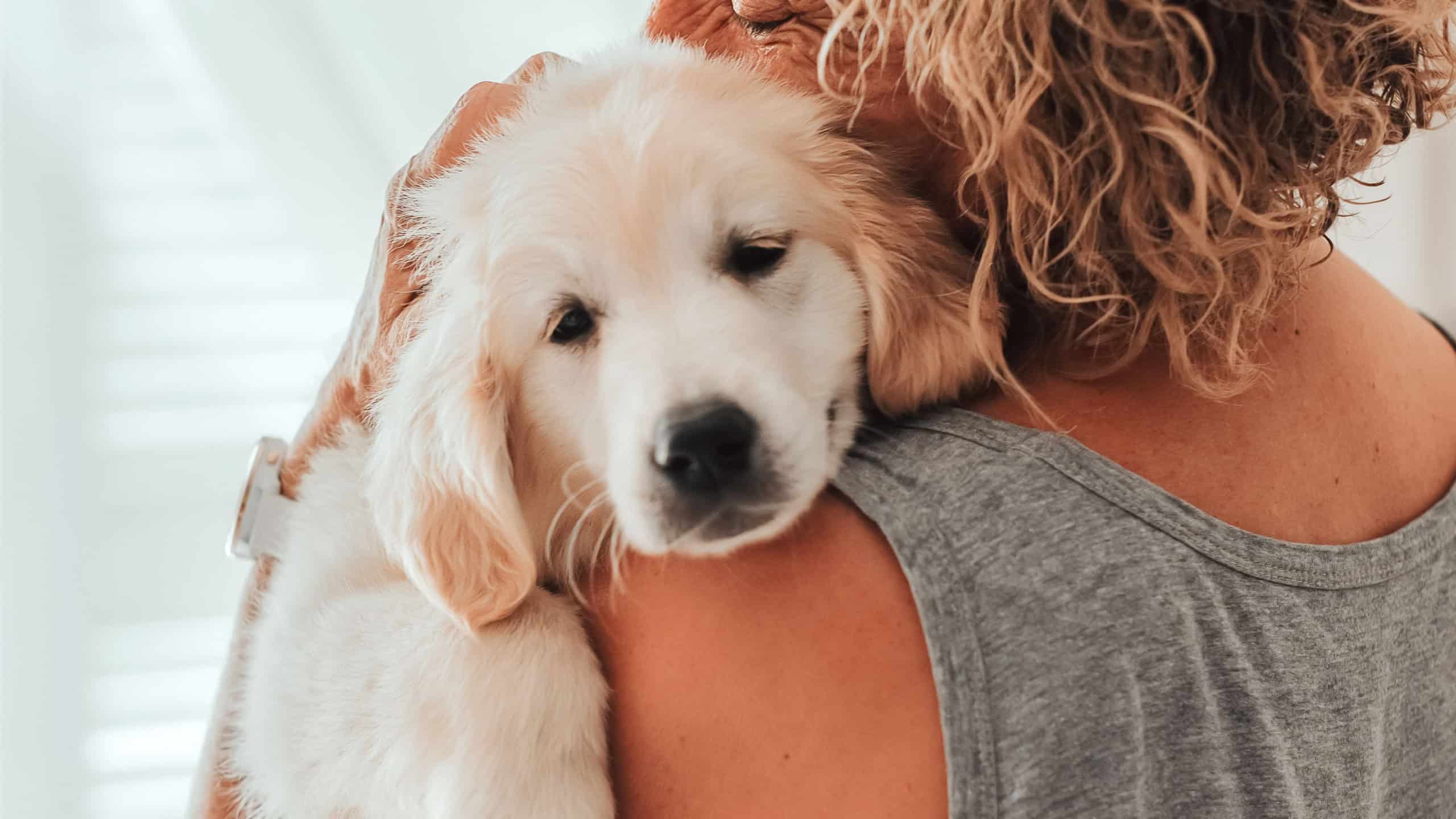Cute purebred white Labrador retriever dog is lying on the floor at home. close up