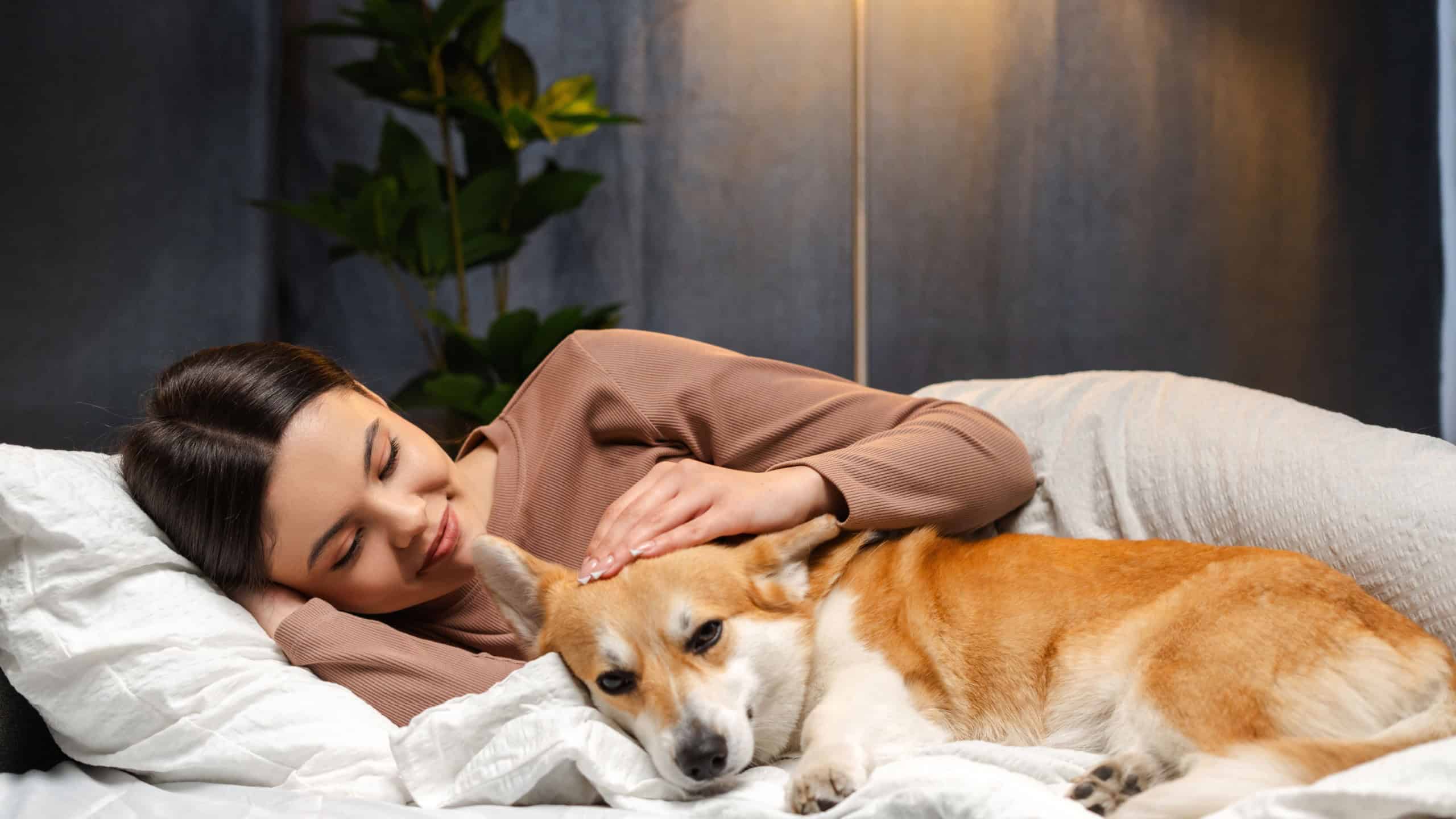 Smiling girl with long hair lies on a bed, petting her corgi dog in a cozy bedroom lit by a warm lamp, showing love and companionship. Love animal concept