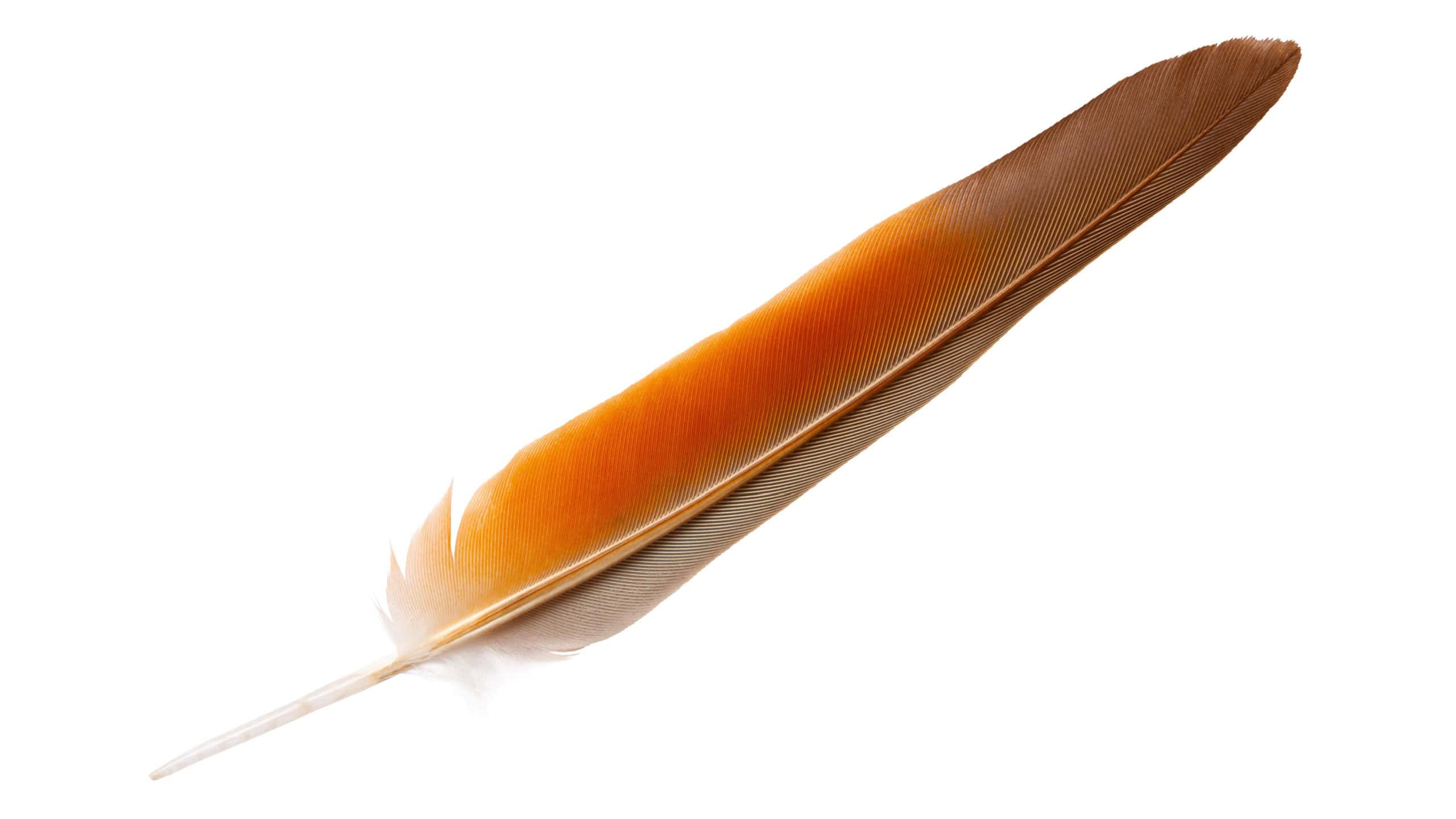 Beautiful eagle feather isolated on white background