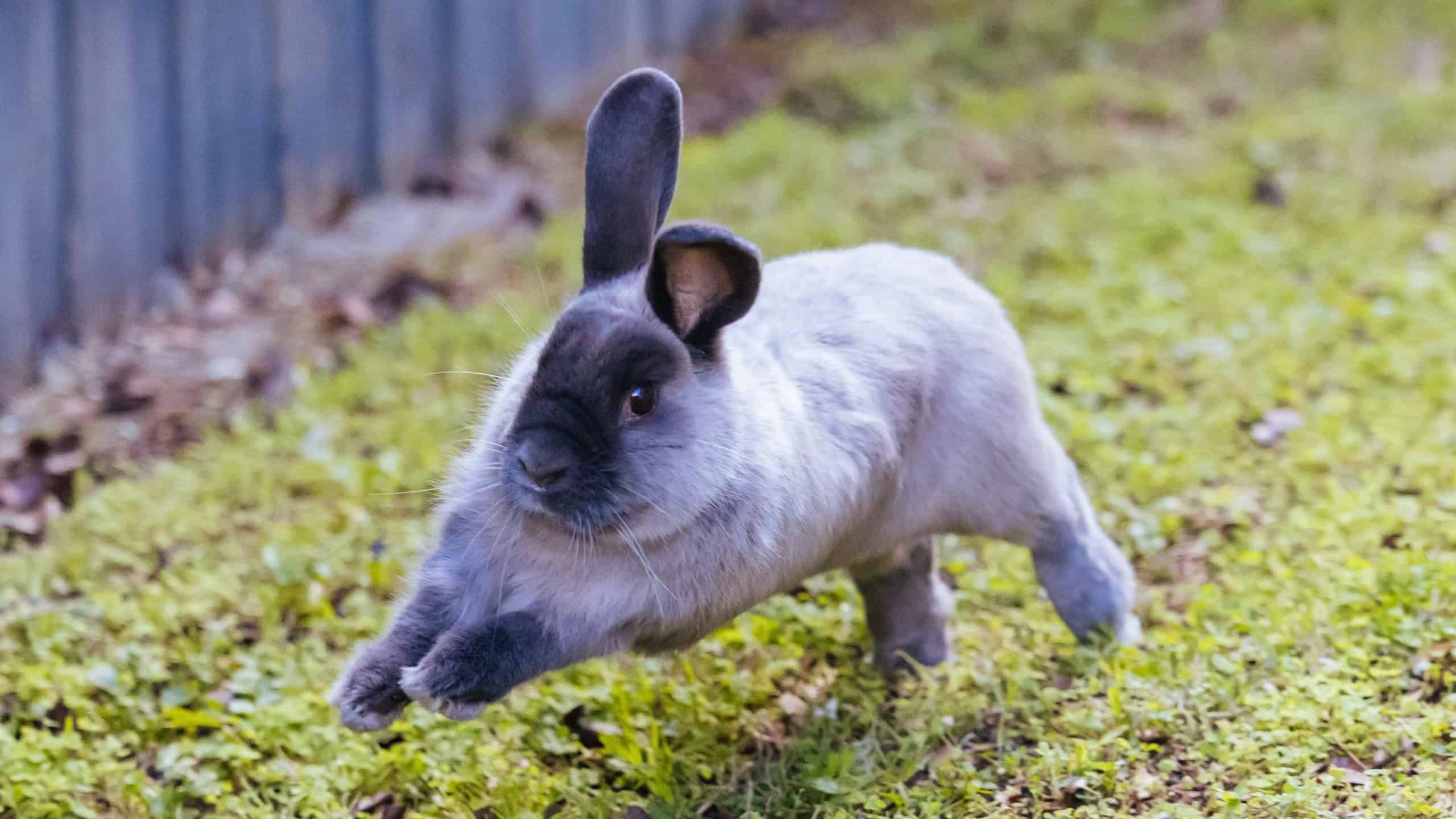 A beautiful lop rabbit against an isolated background of long green grass
