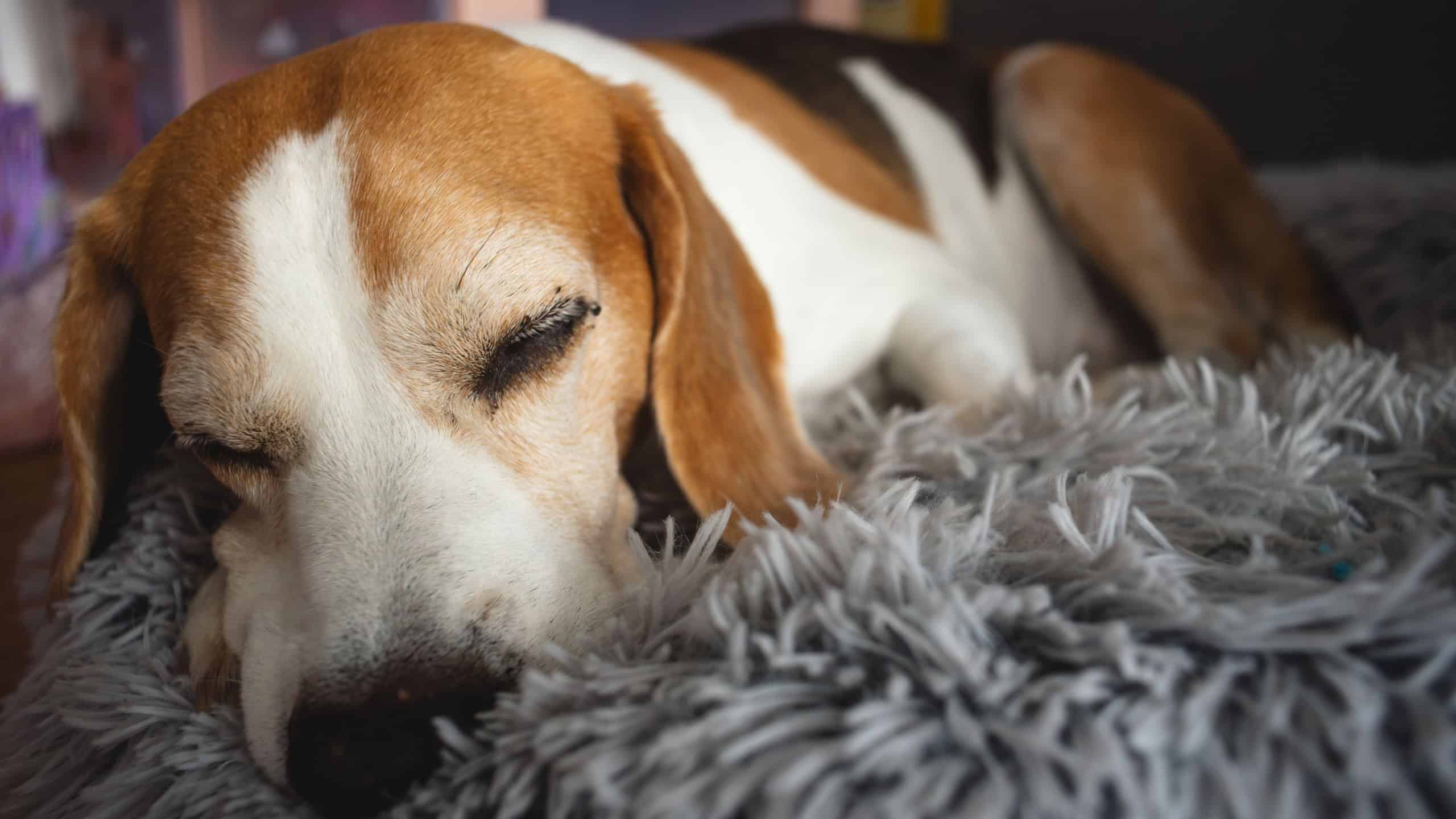 Senior Beagle dog resting on a dog bed