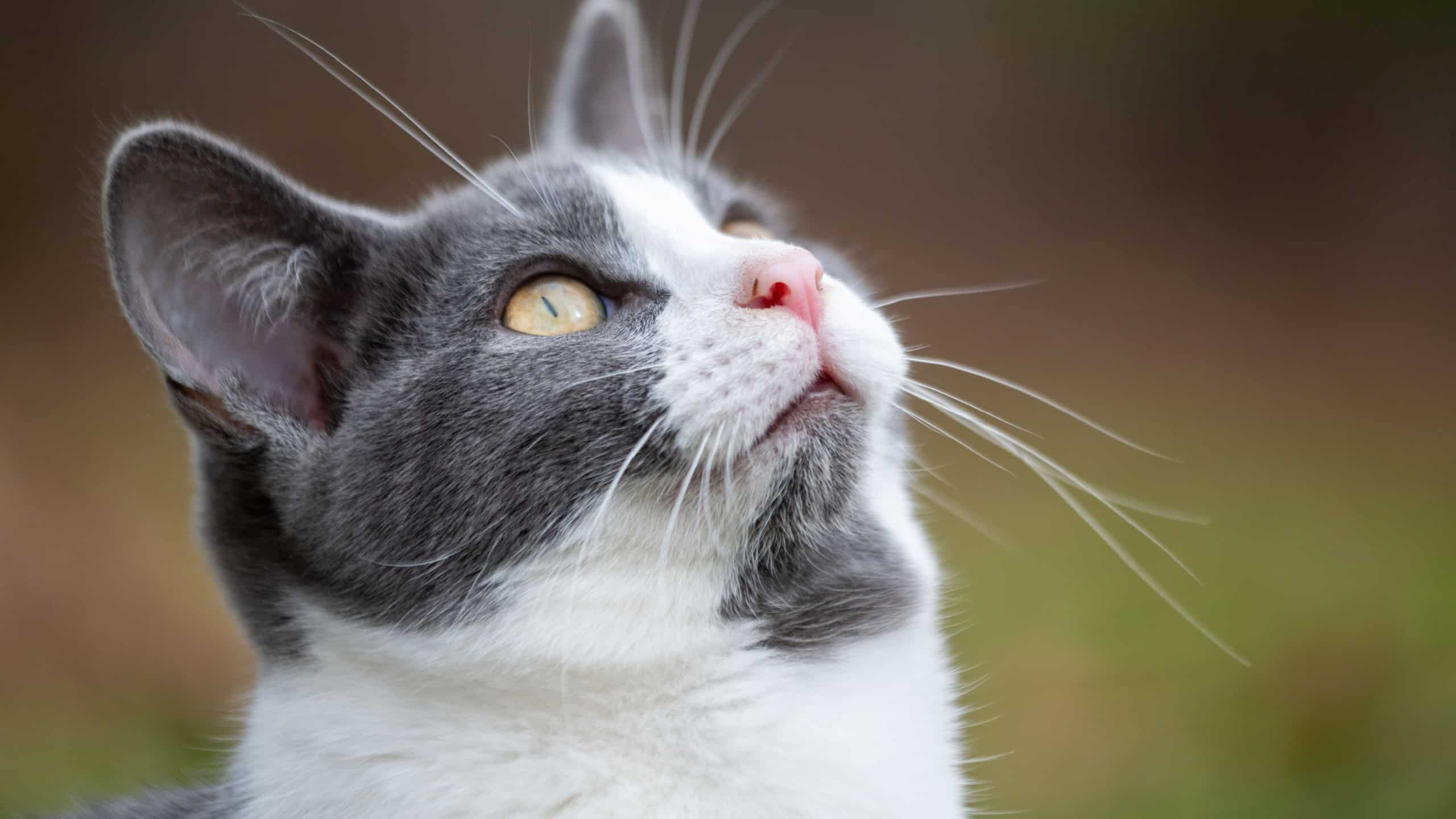 Portrait of a gray and white cat looking up outside.