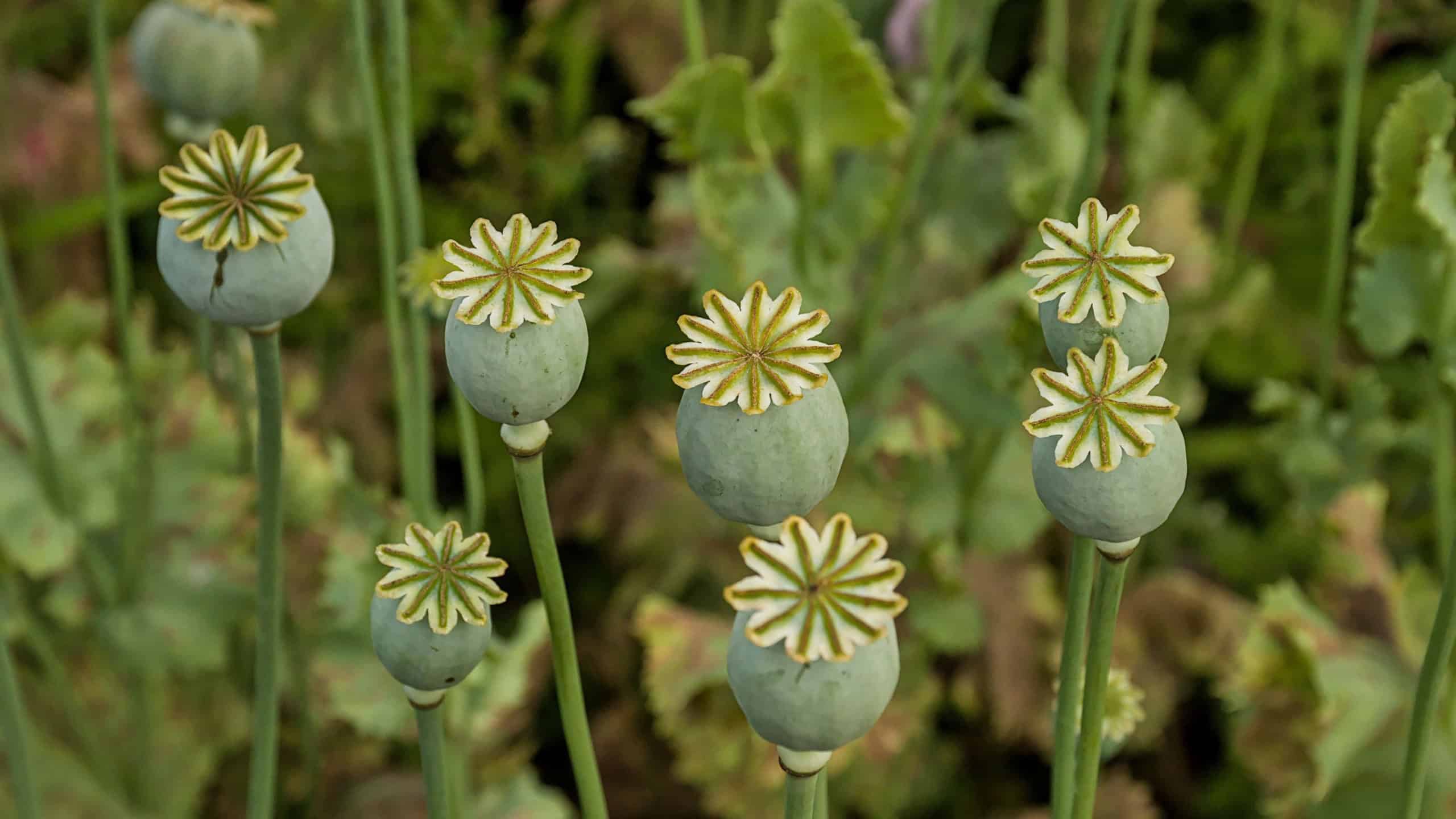 closeup of green opium poppy seed pods - Papaver somniferum
